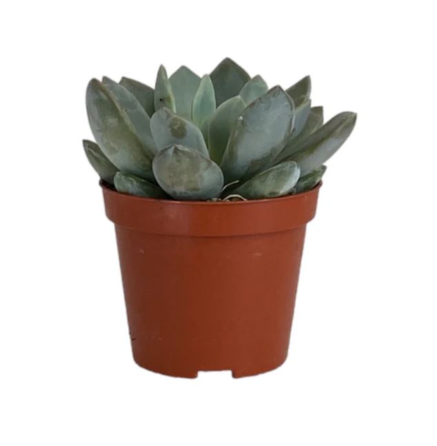 Succulent 8.5cm Mix