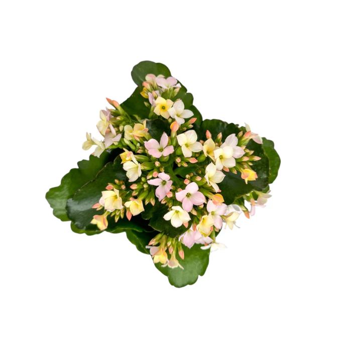Kalanchoe Discodip 9cm
