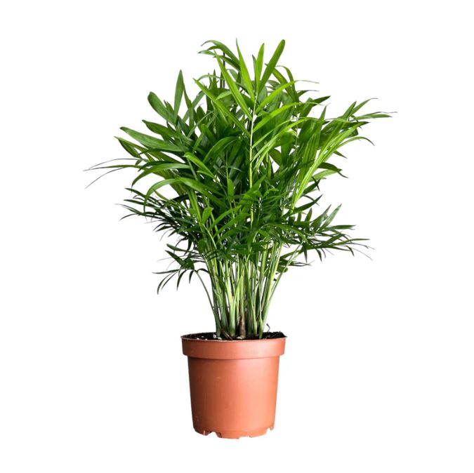 Chamaedorea Elegans