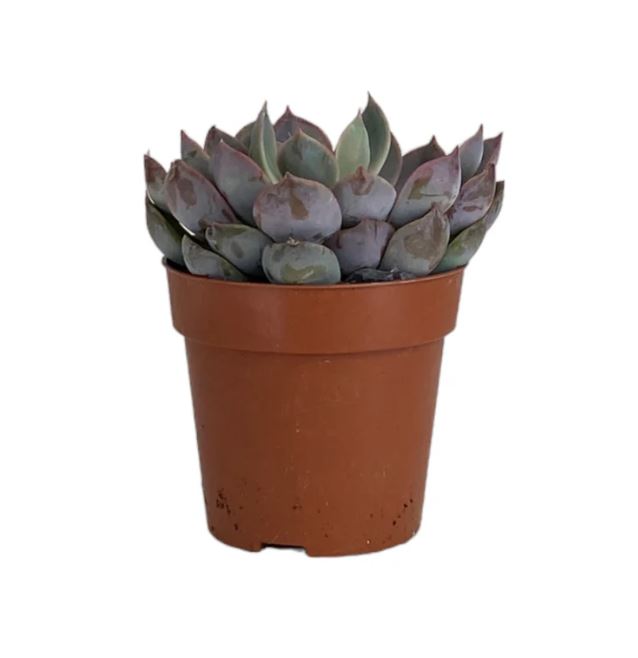 Succulent 8.5cm Mix