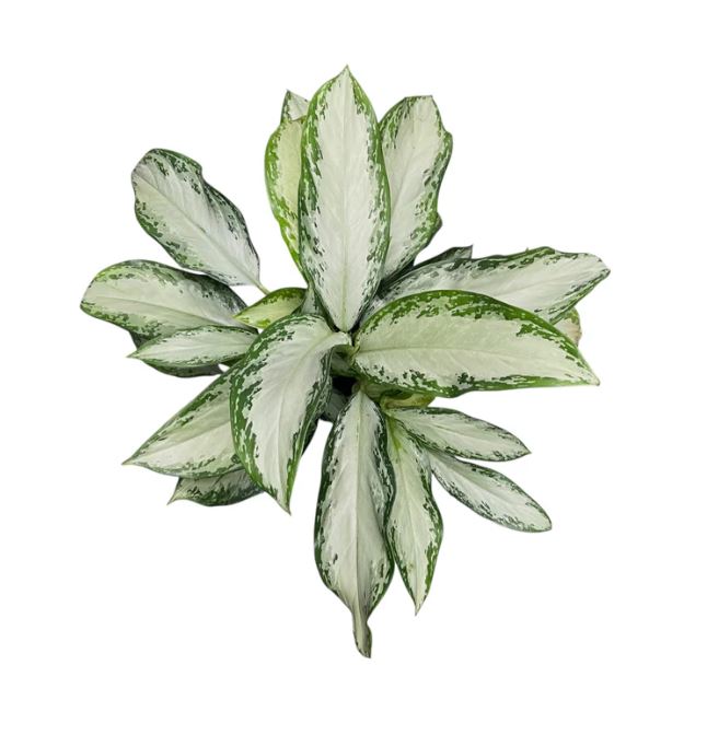 Aglaonema Mix