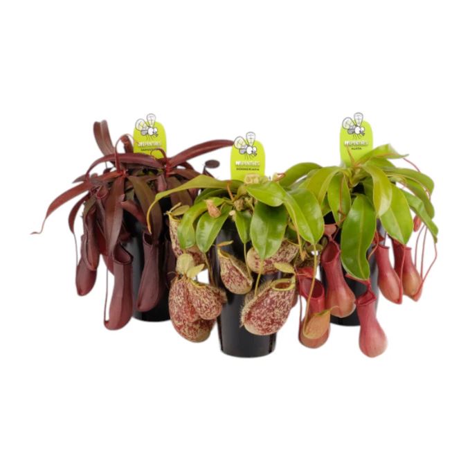 Carnivorous Nepenthes Pitcher Plant Mix