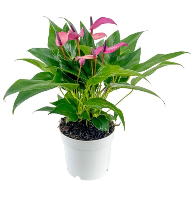 Anthurium Zizou