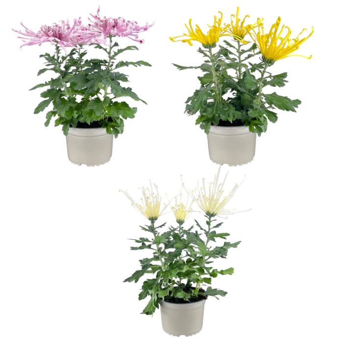 Chrysanthemum 14cm Fireworks Mixed Colours