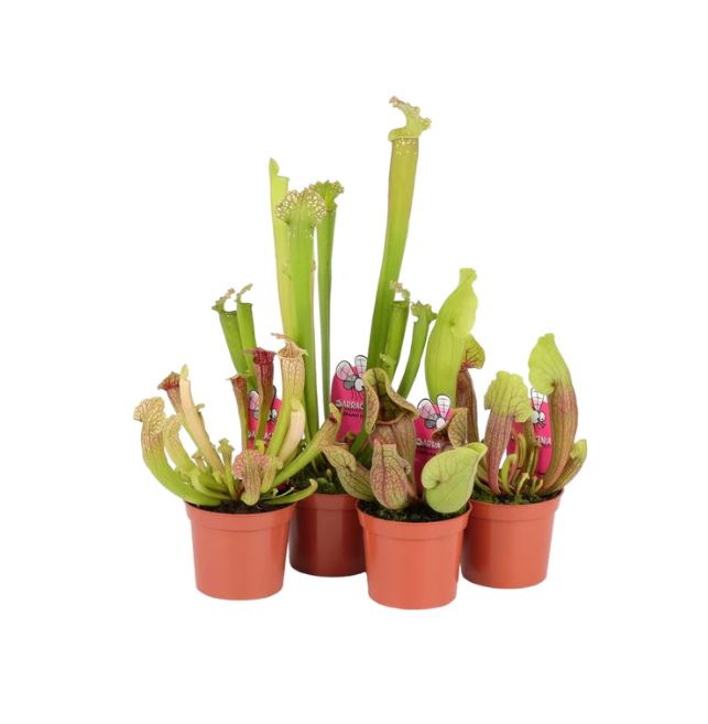 Carniverous Sarracenia Mix