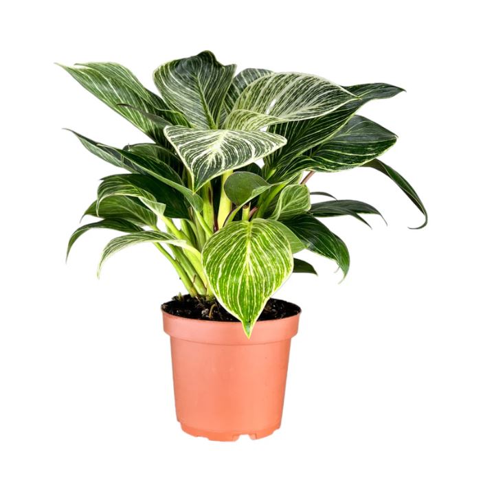 Philodendron Zebra 12cm