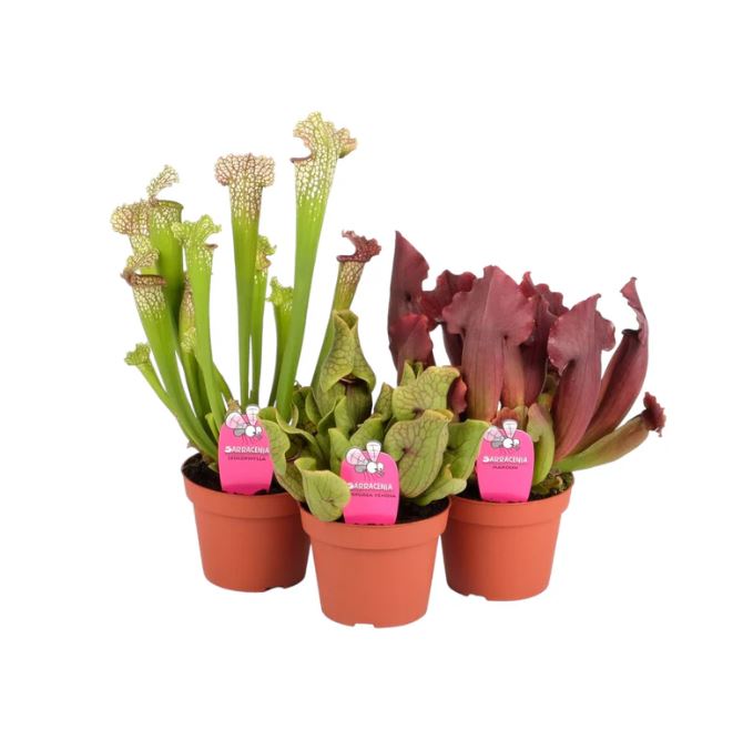 Carniverous Sarracenia Mix