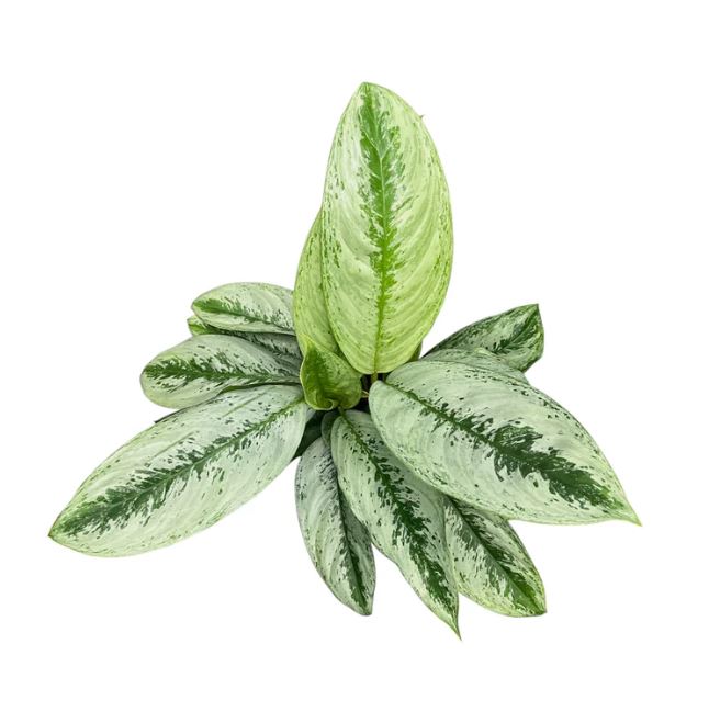 Aglaonema Mix