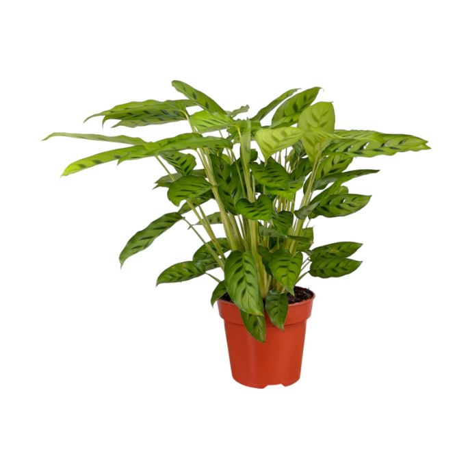 Calathea Leopardiana
