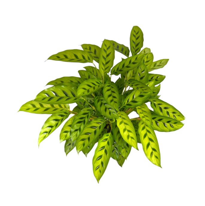 Calathea Leopardiana