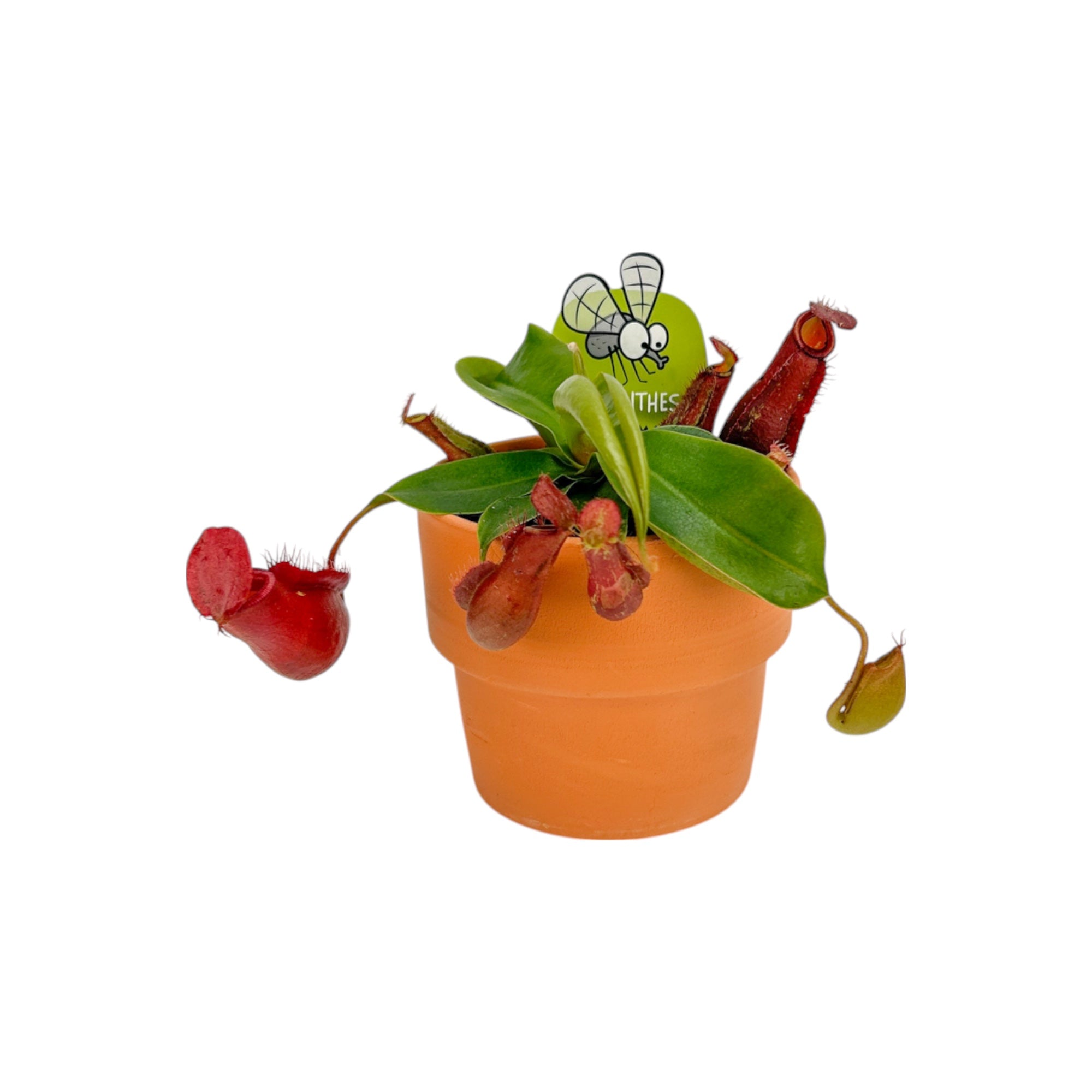 Carnivorous Nepenthes Pitcher Plant Mix In Terracotta Pots