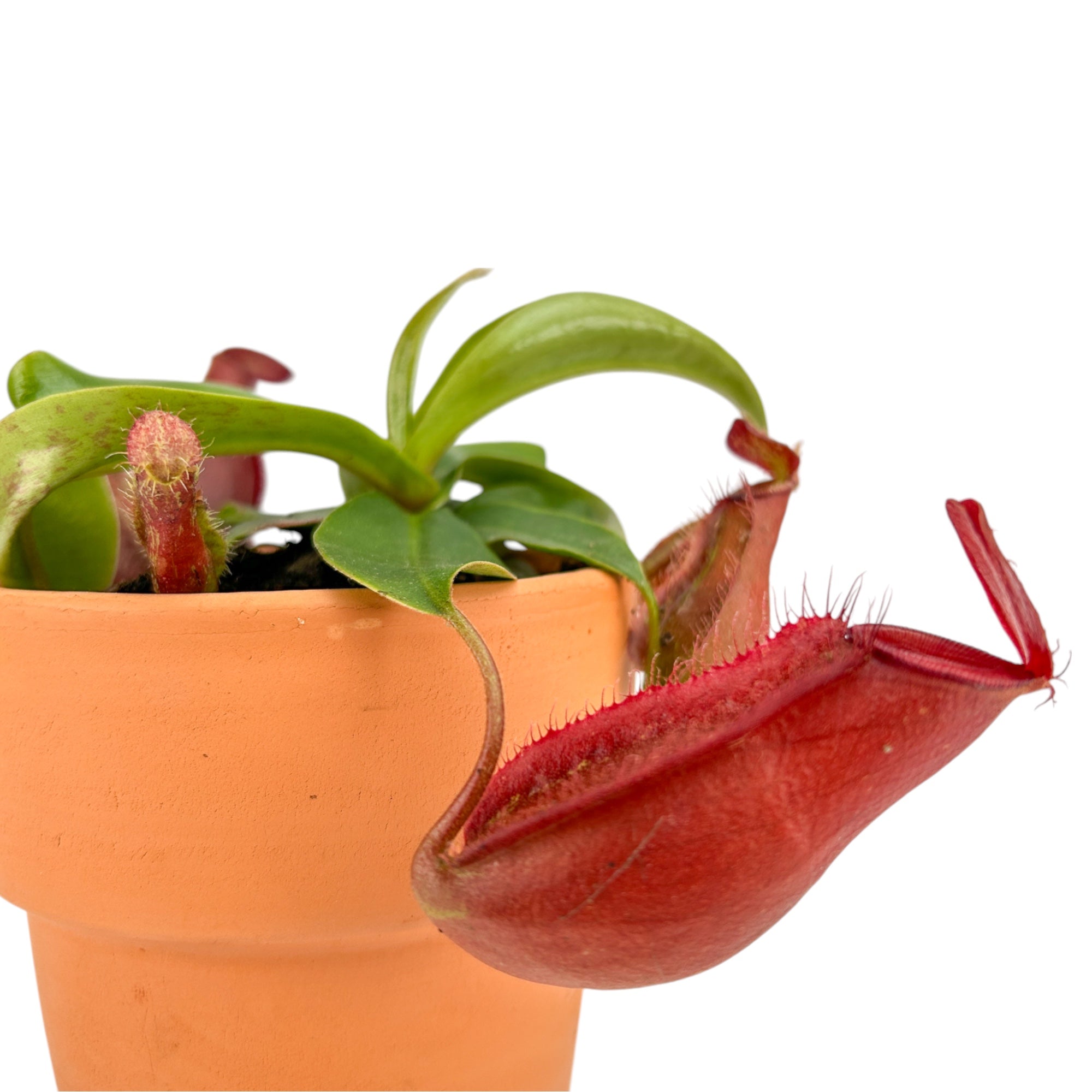 Carnivorous Nepenthes Pitcher Plant Mix In Terracotta Pots