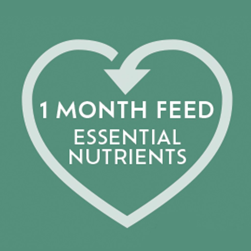 Westland Houseplant Droplet Feeder 40ml