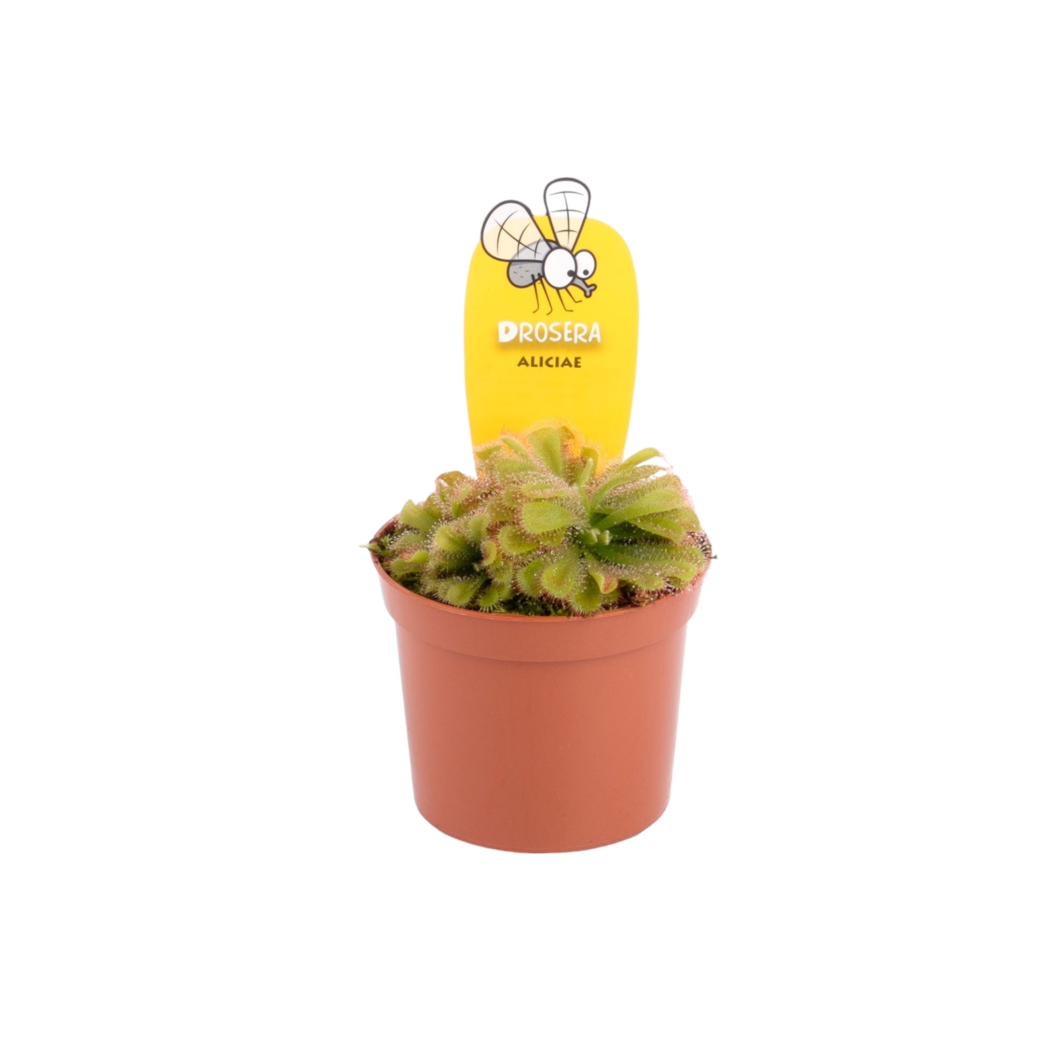 Carniverous 8.5cm Drosera Sundew Mix