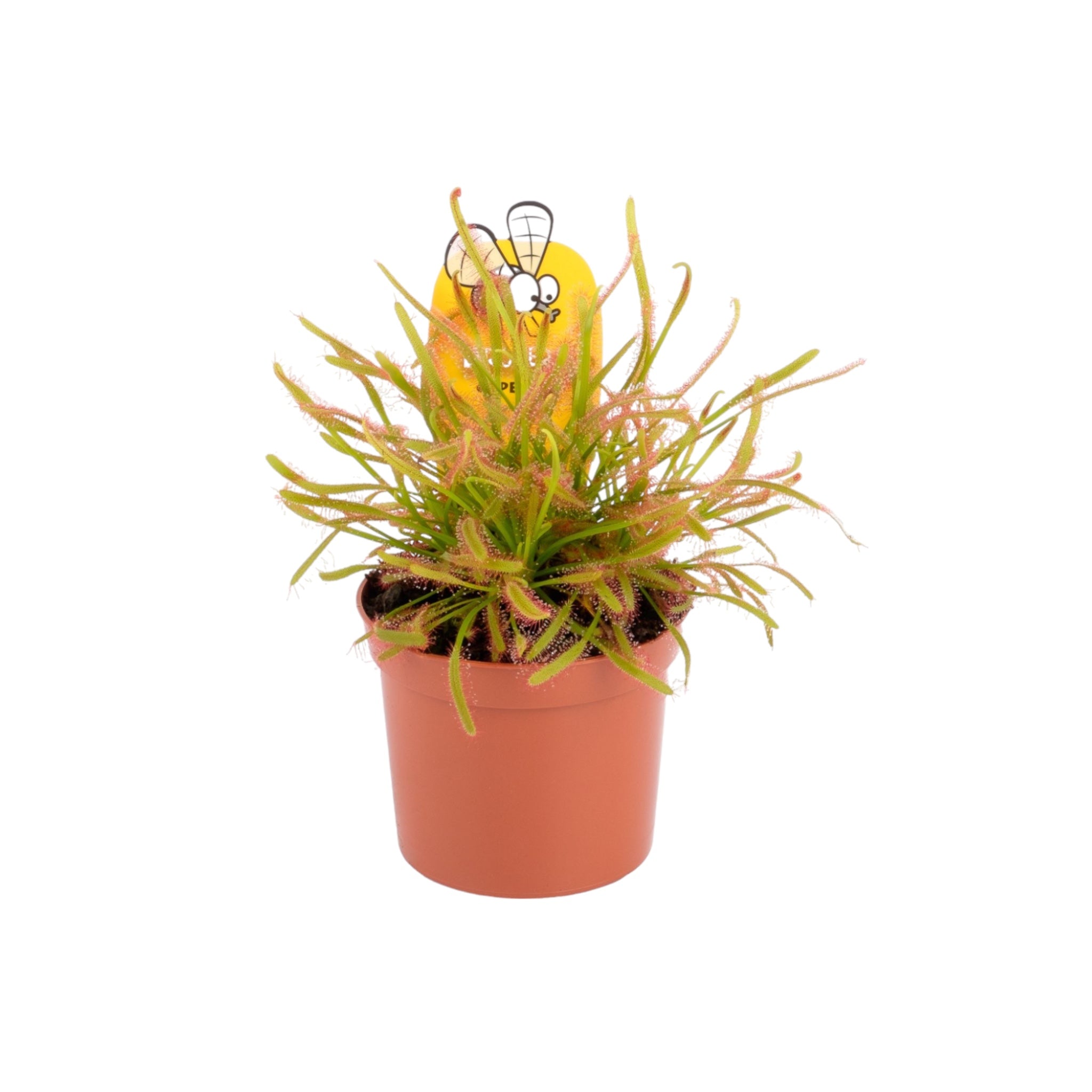 Carniverous 8.5cm Drosera Sundew Mix