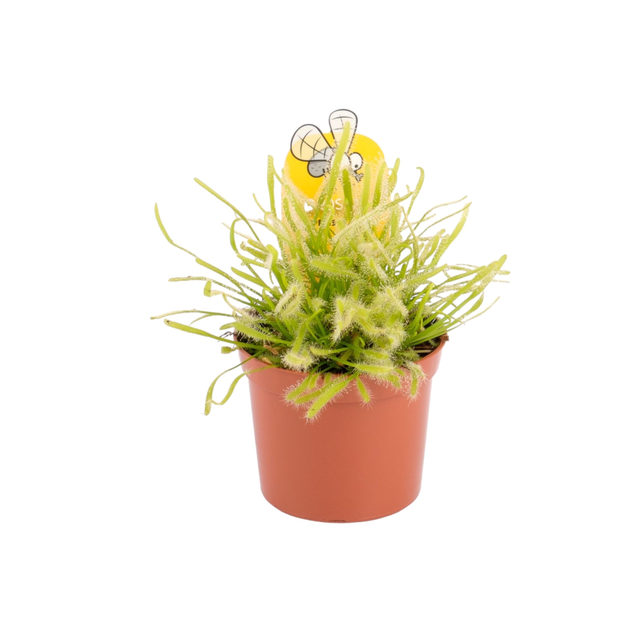 Carniverous 8.5cm Drosera Sundew Mix