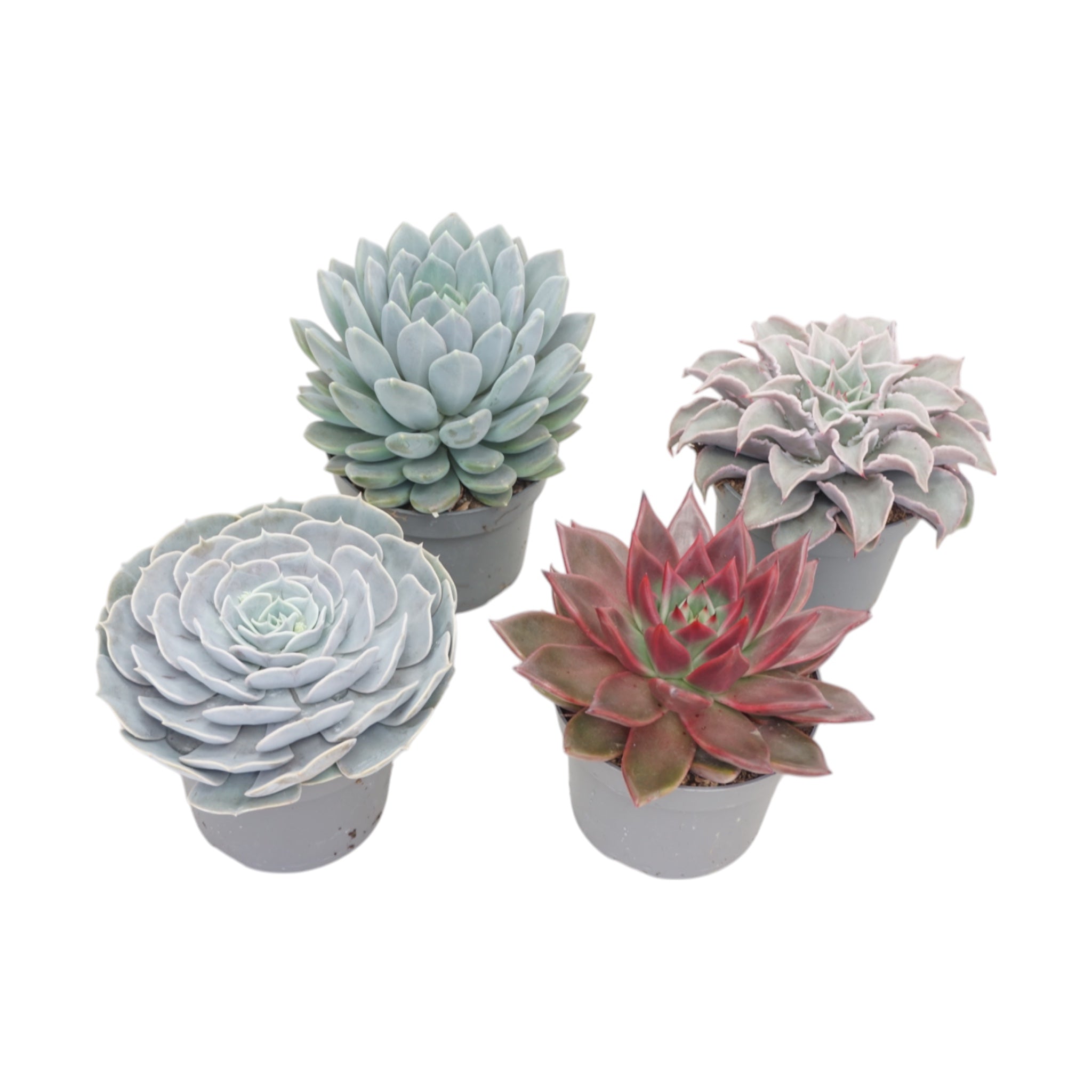 Echeveria Mix 13cm