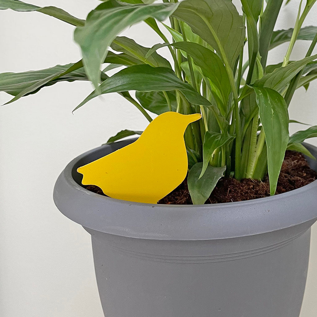 Growers Choice Sticky Fly Trap