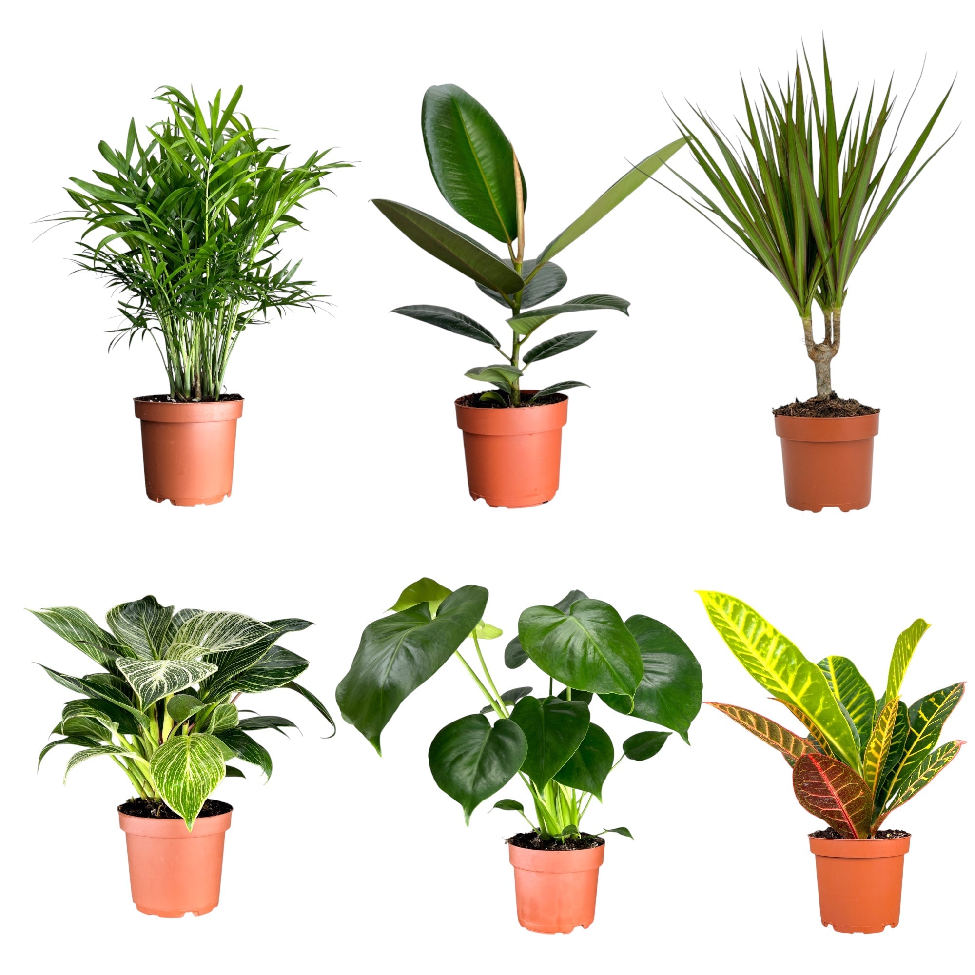 Green Plant Mix 12cm