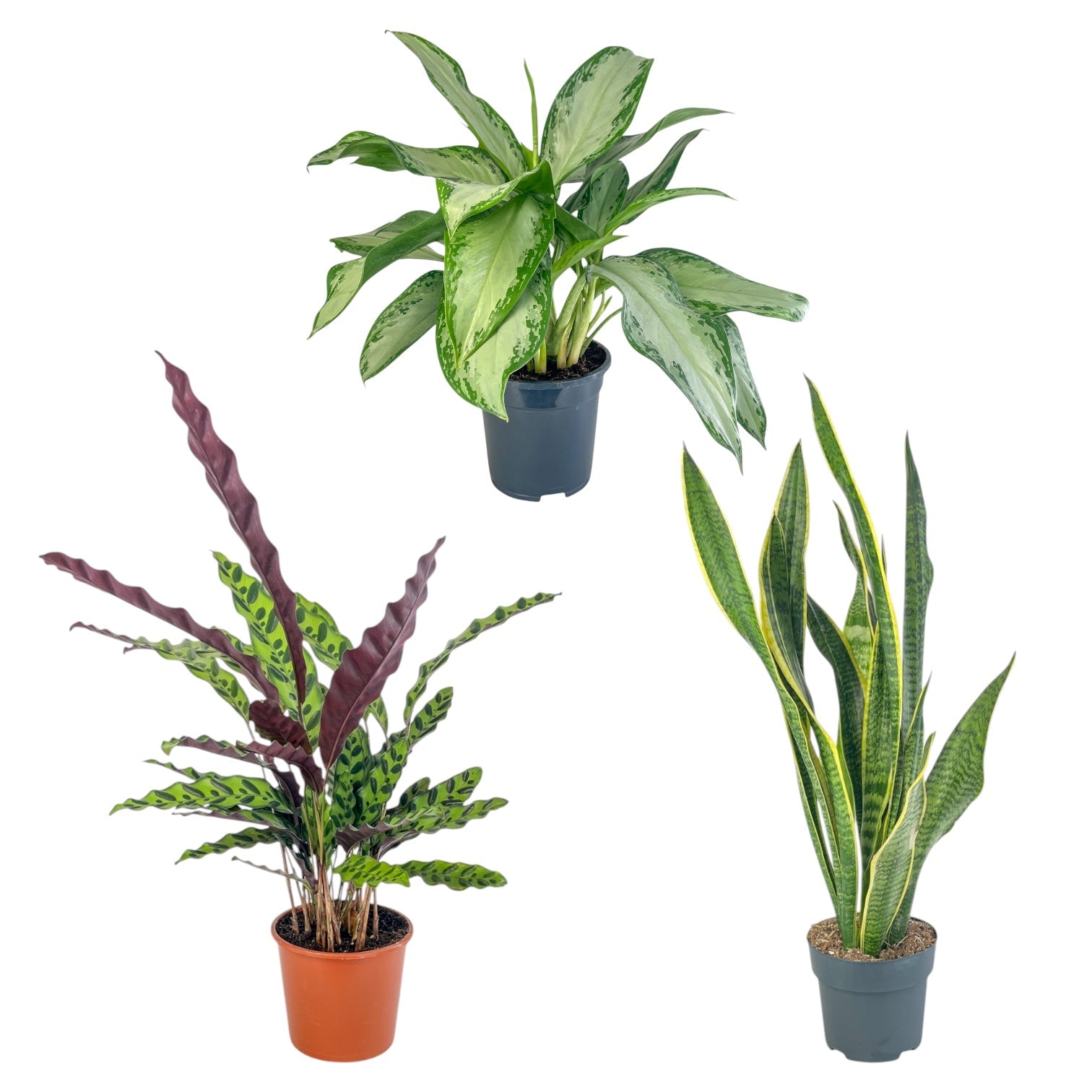Green Plants Mix 17cm
