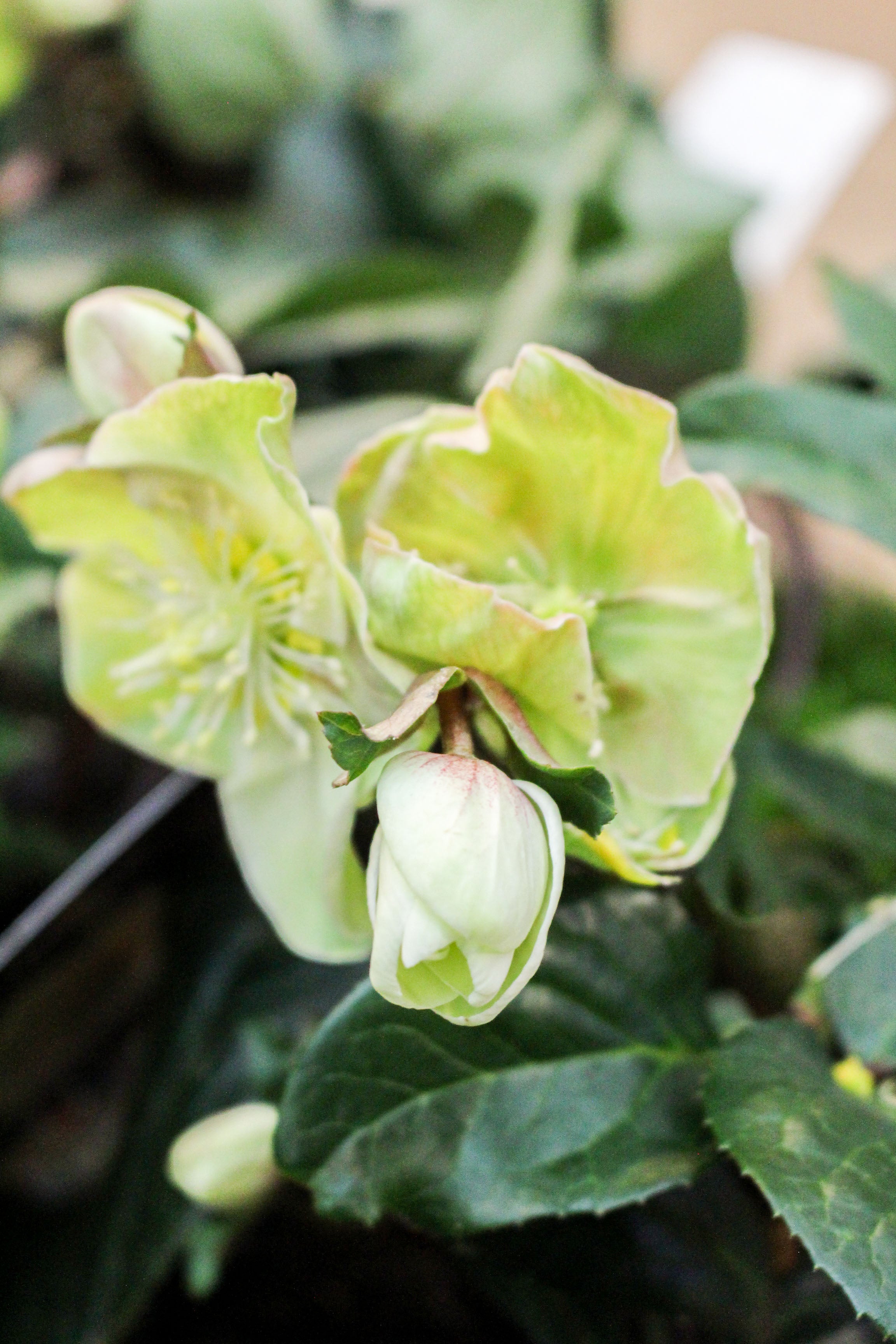 Hellebore × Ballardiae ‘Cinnamon Snow’ 2L