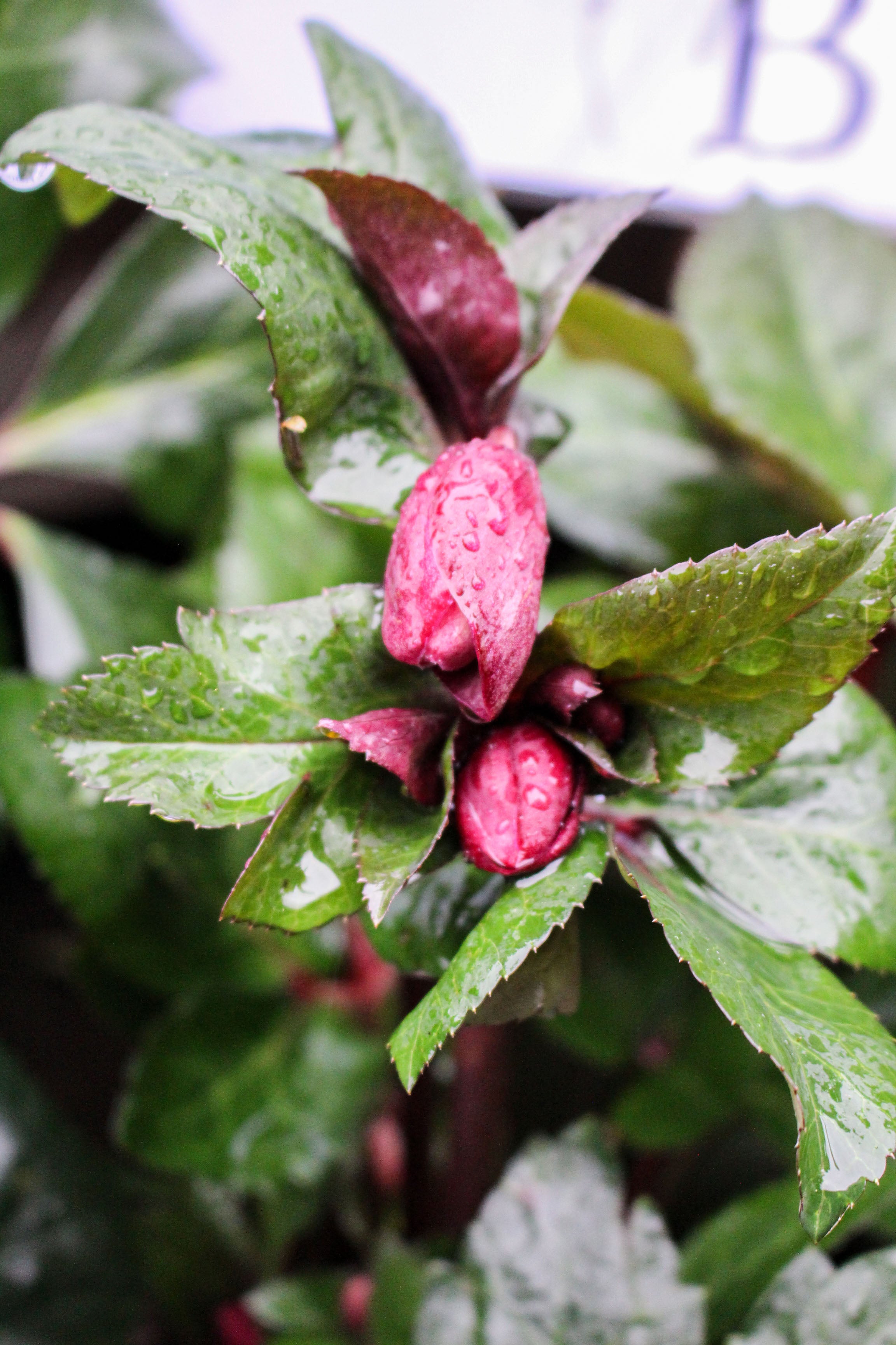 Hellebore ‘Ice n Roses Brunello’ 2L