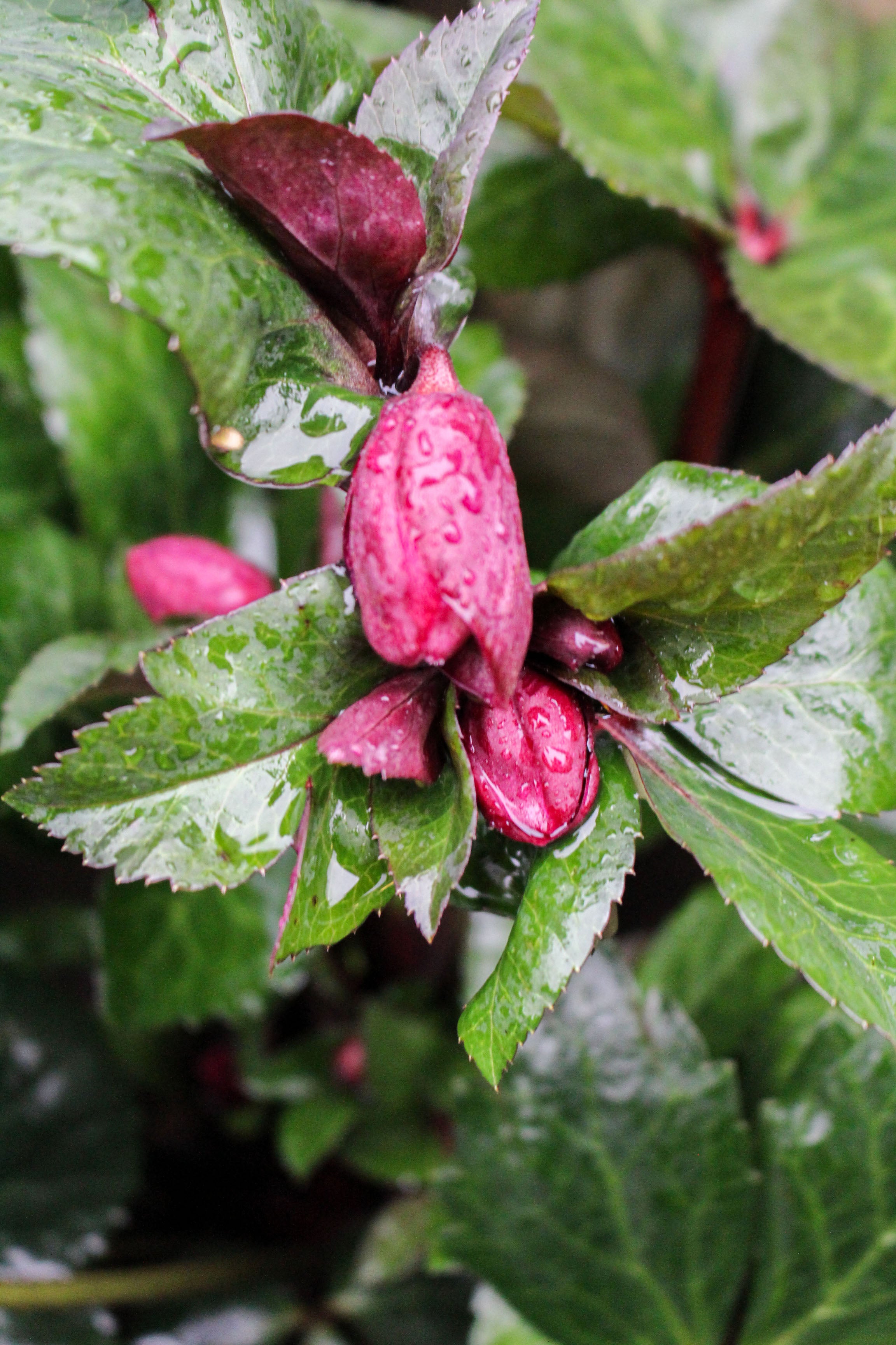 Hellebore ‘Ice n Roses Brunello’ 2L