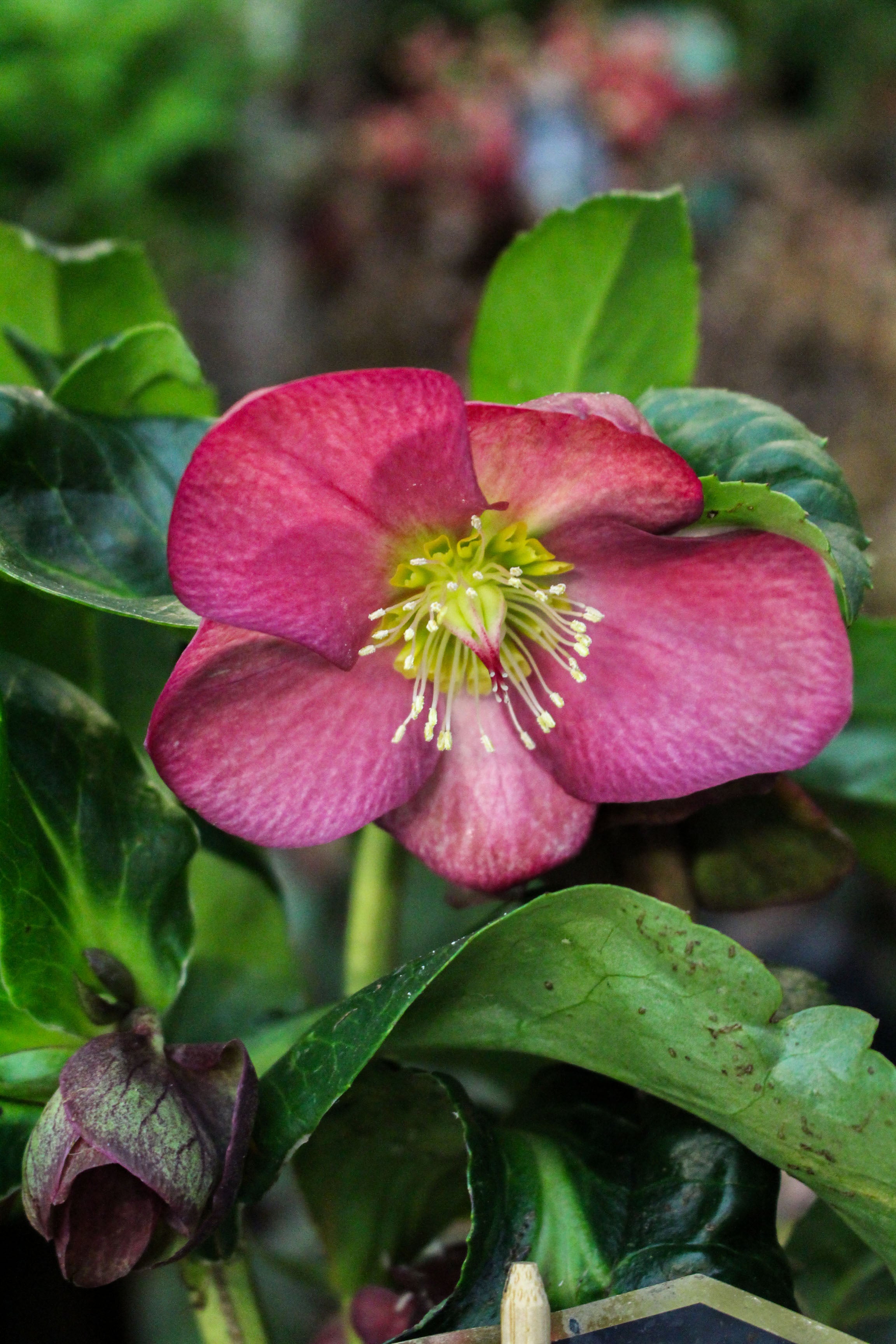 Helleborus HGC ‘Ice Breaker Ruby’ 2L