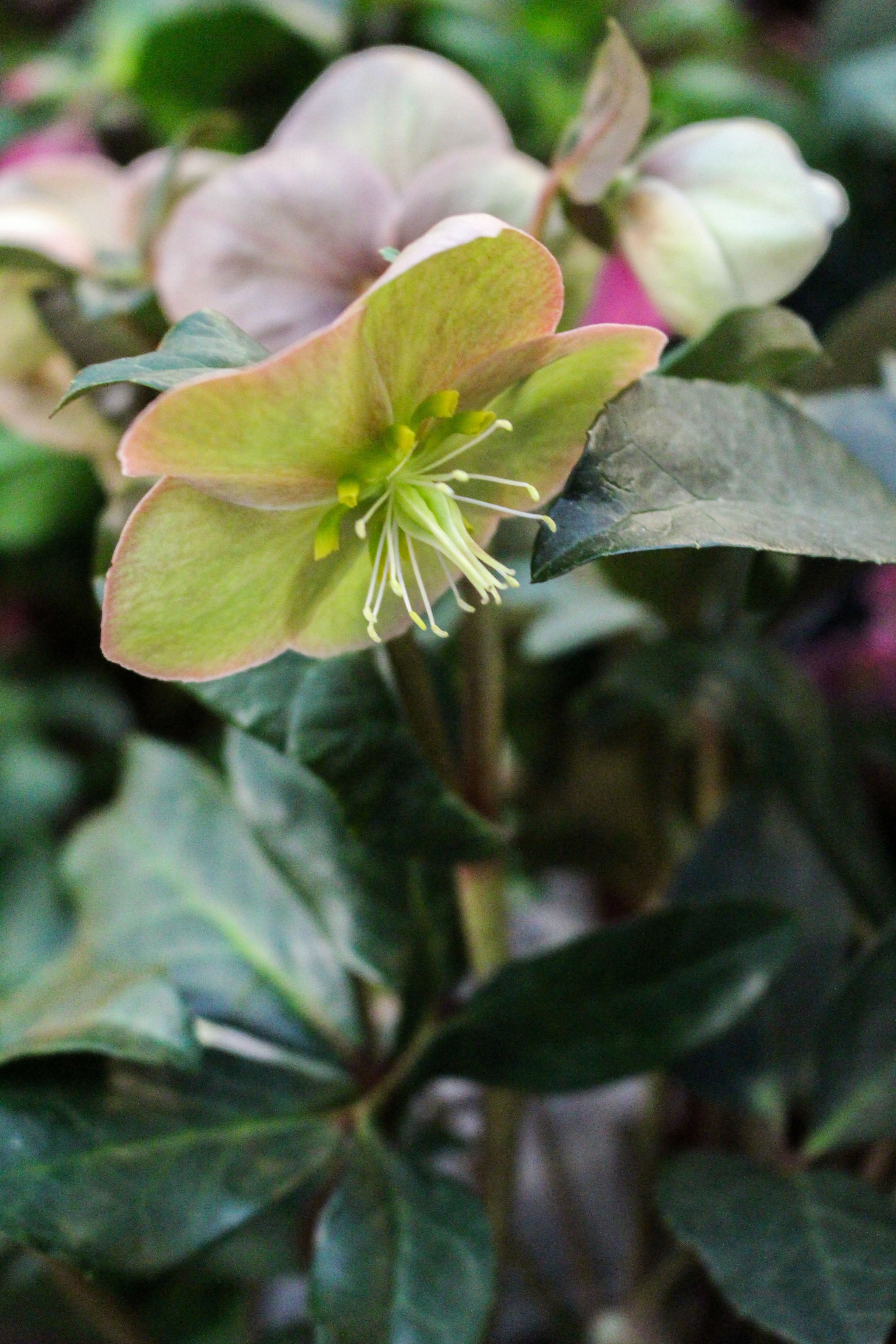 Hellebore ‘Maestro’ 2L
