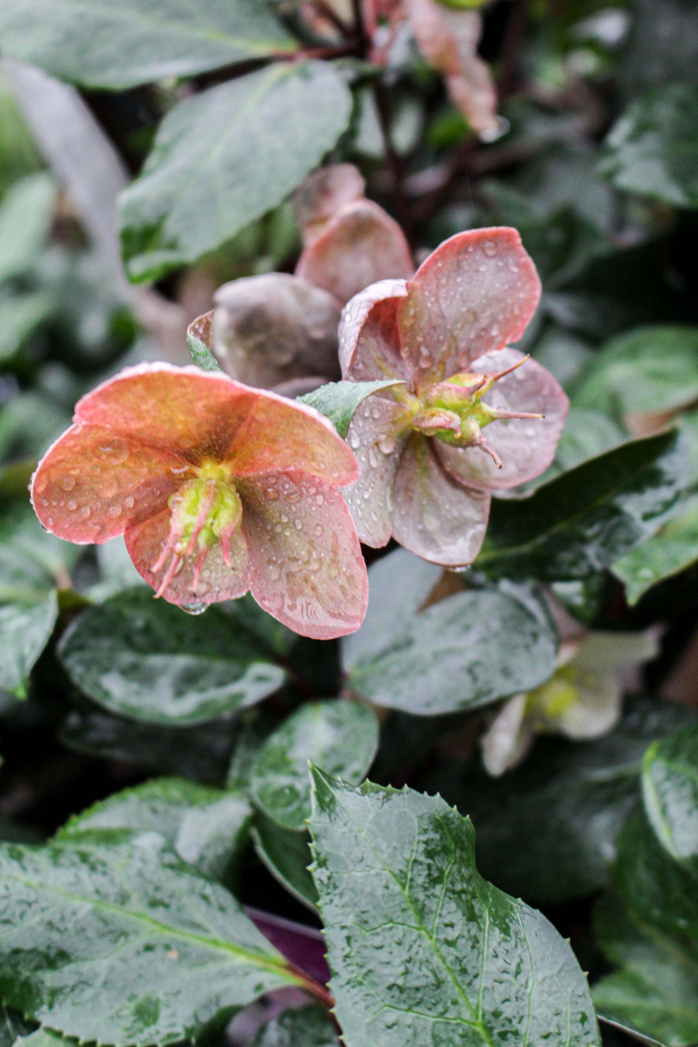 Hellebore ‘Maestro’ 2L