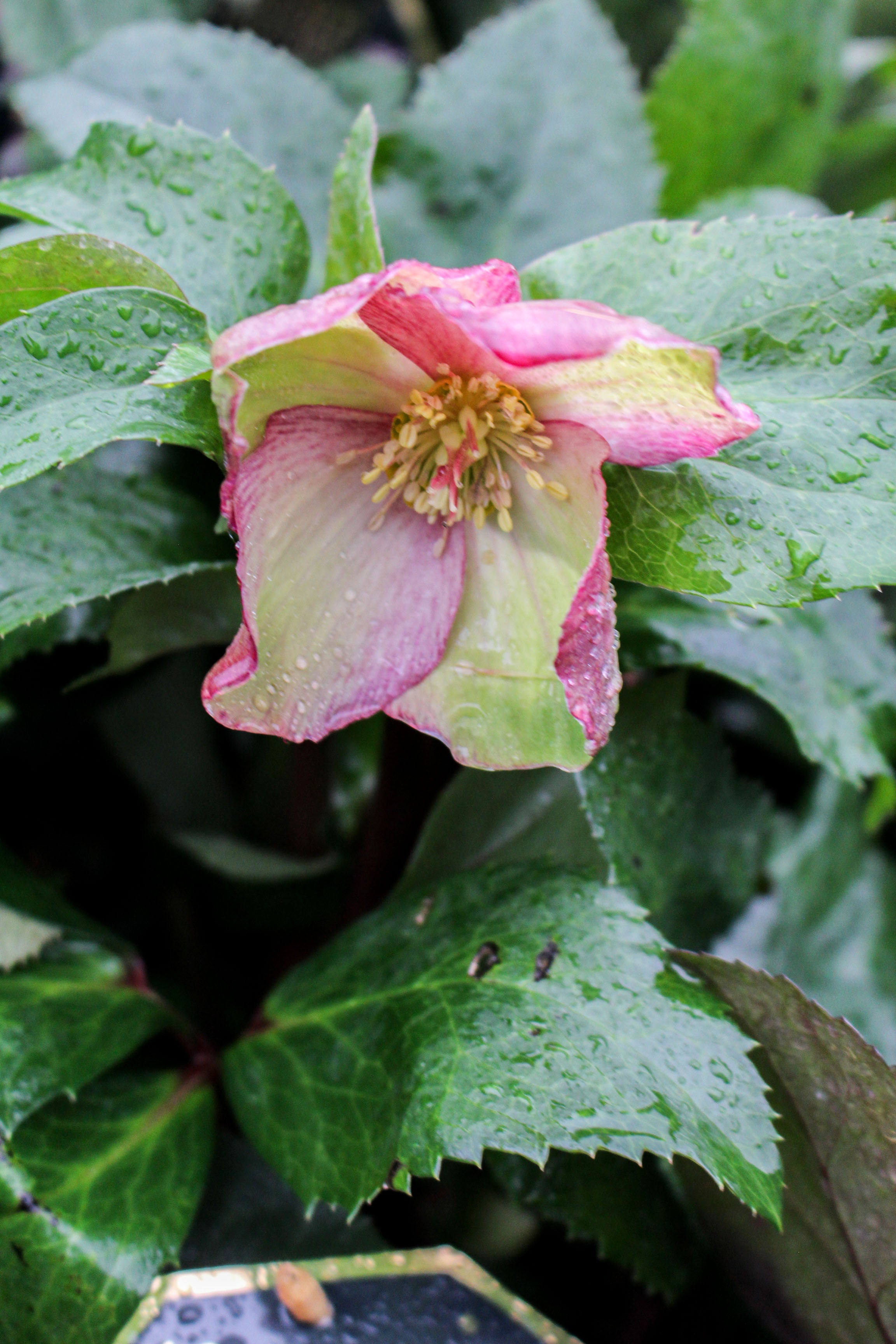 Helleborus ‘Ice N Roses Rosado’ 4.5L