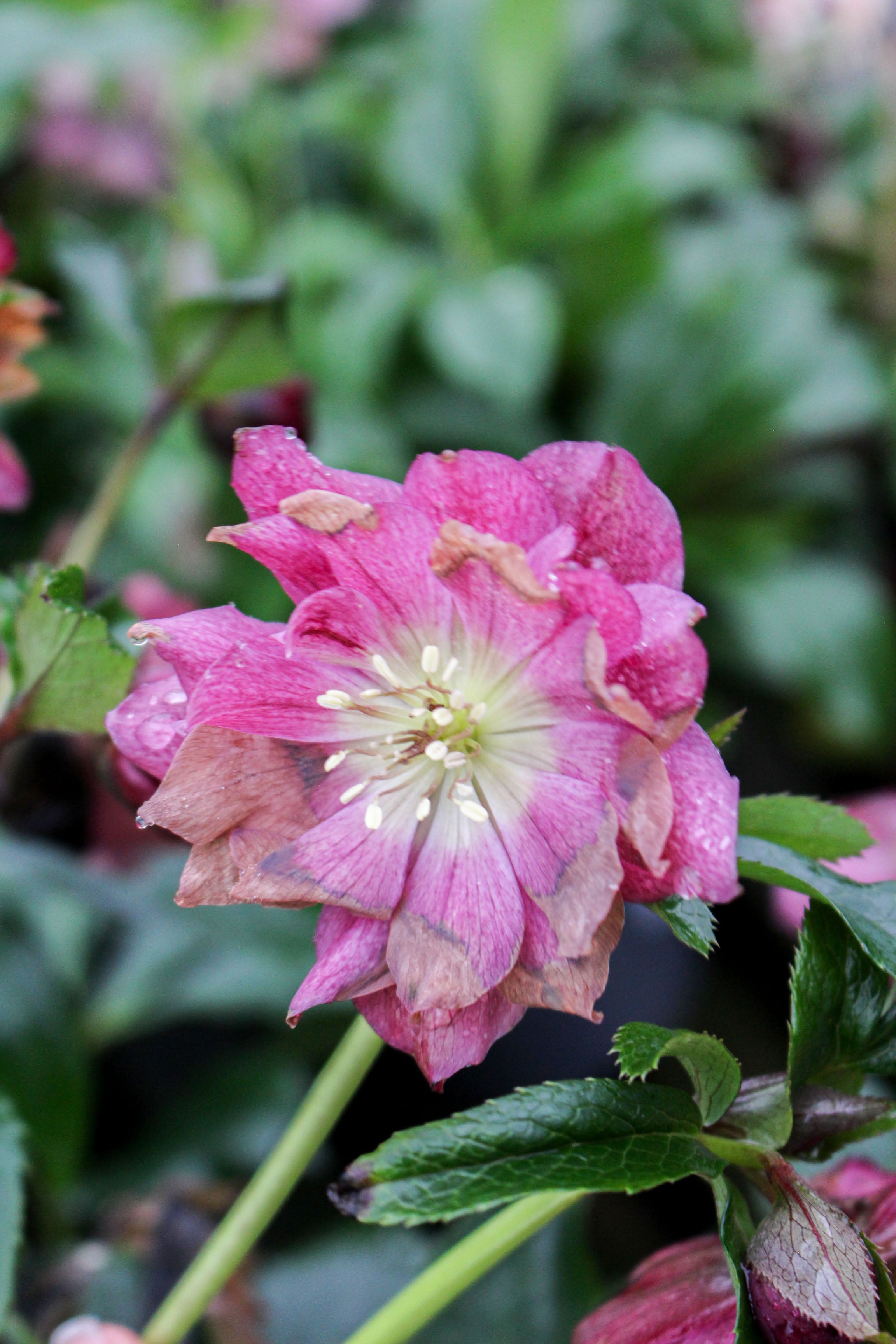 Hellebore ‘Viv Elena’ 4L