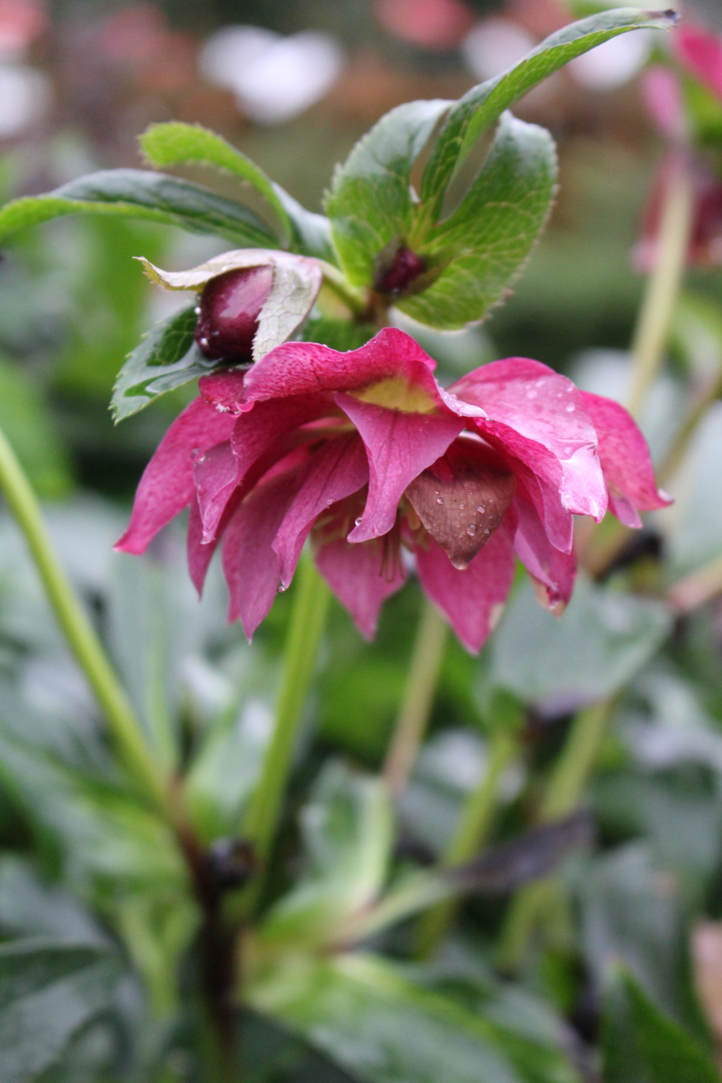 Hellebore ‘Viv Elena’ 4L