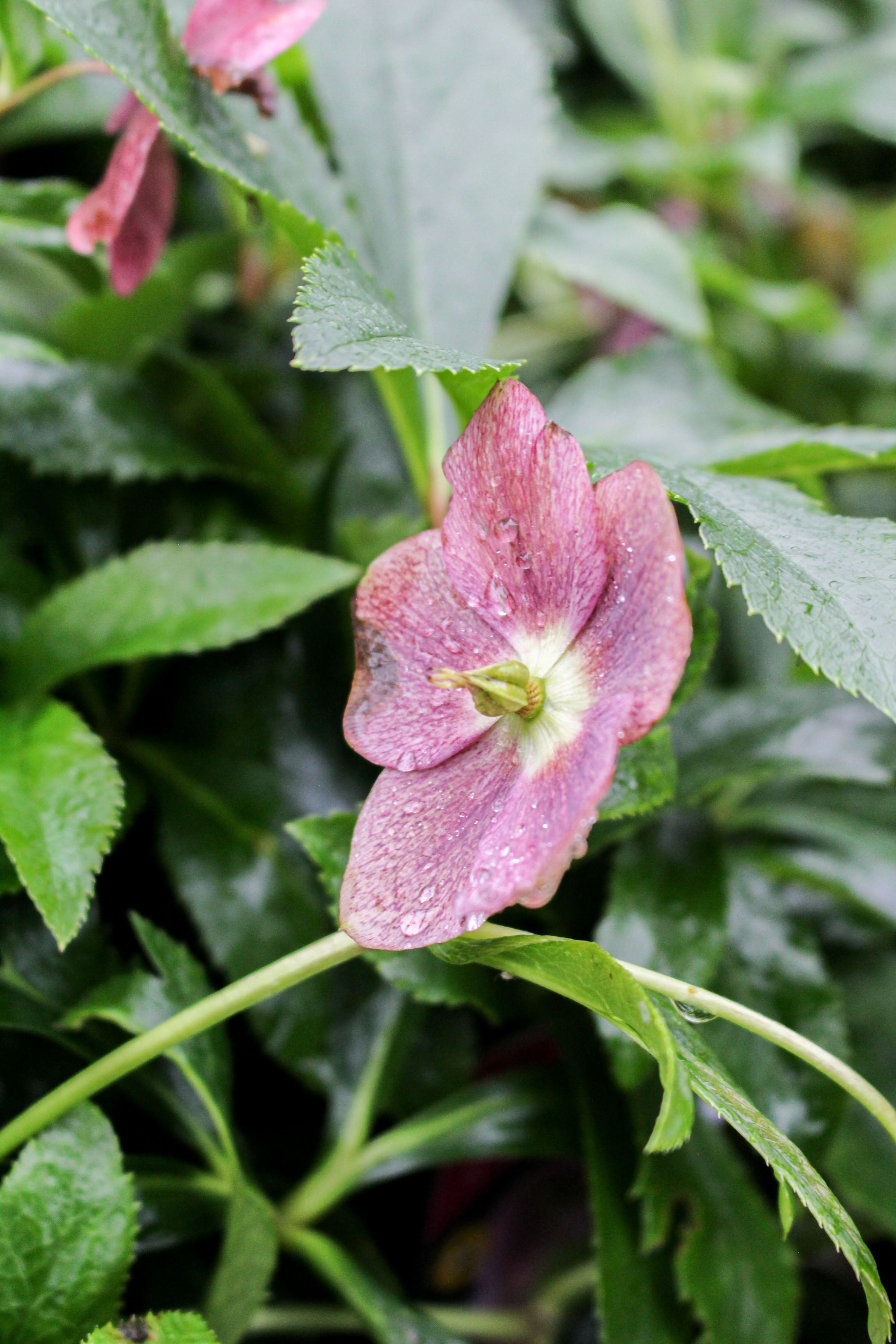 Helleborus ‘Viv Victoria’