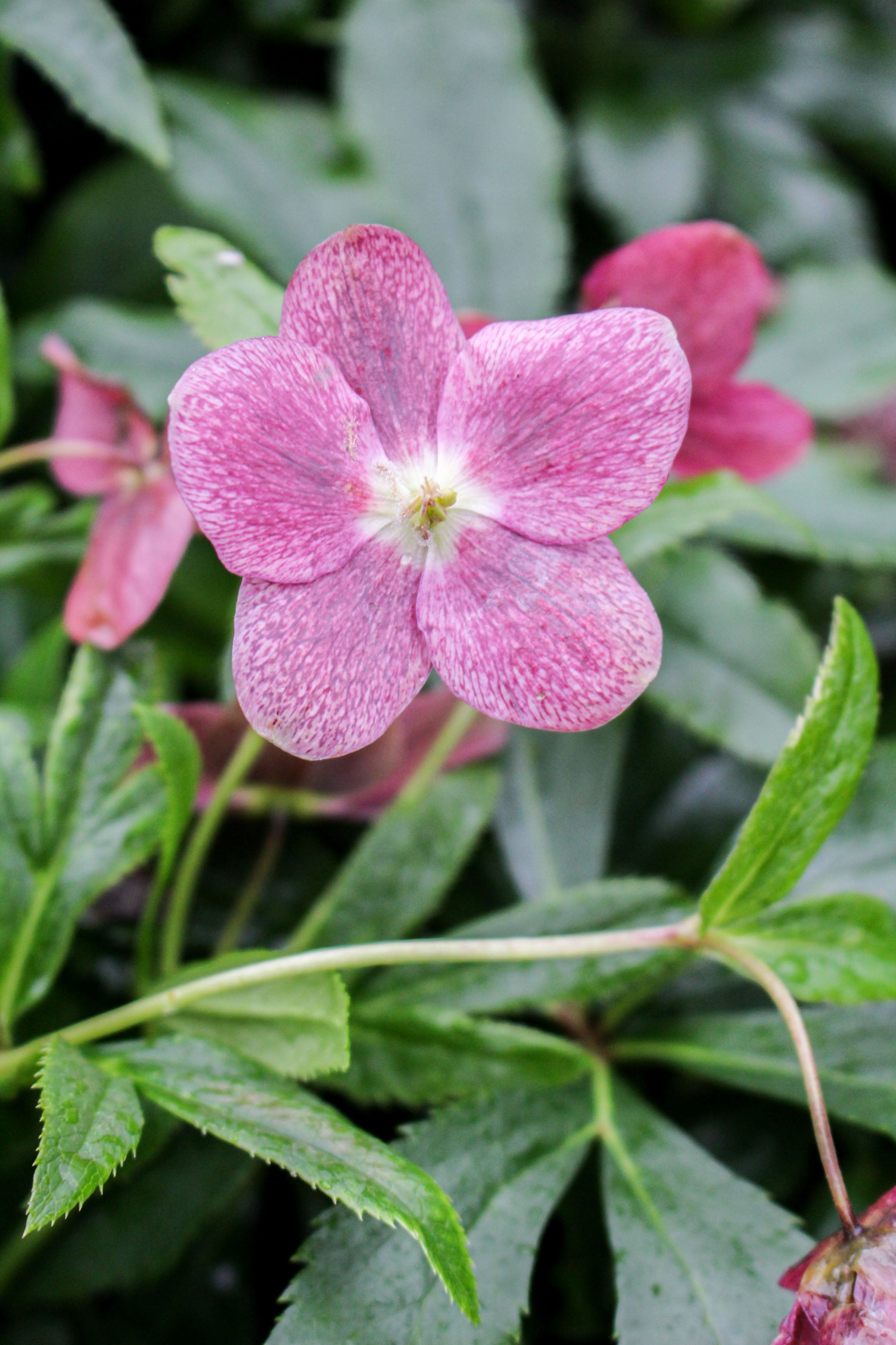 Helleborus ‘Viv Victoria’