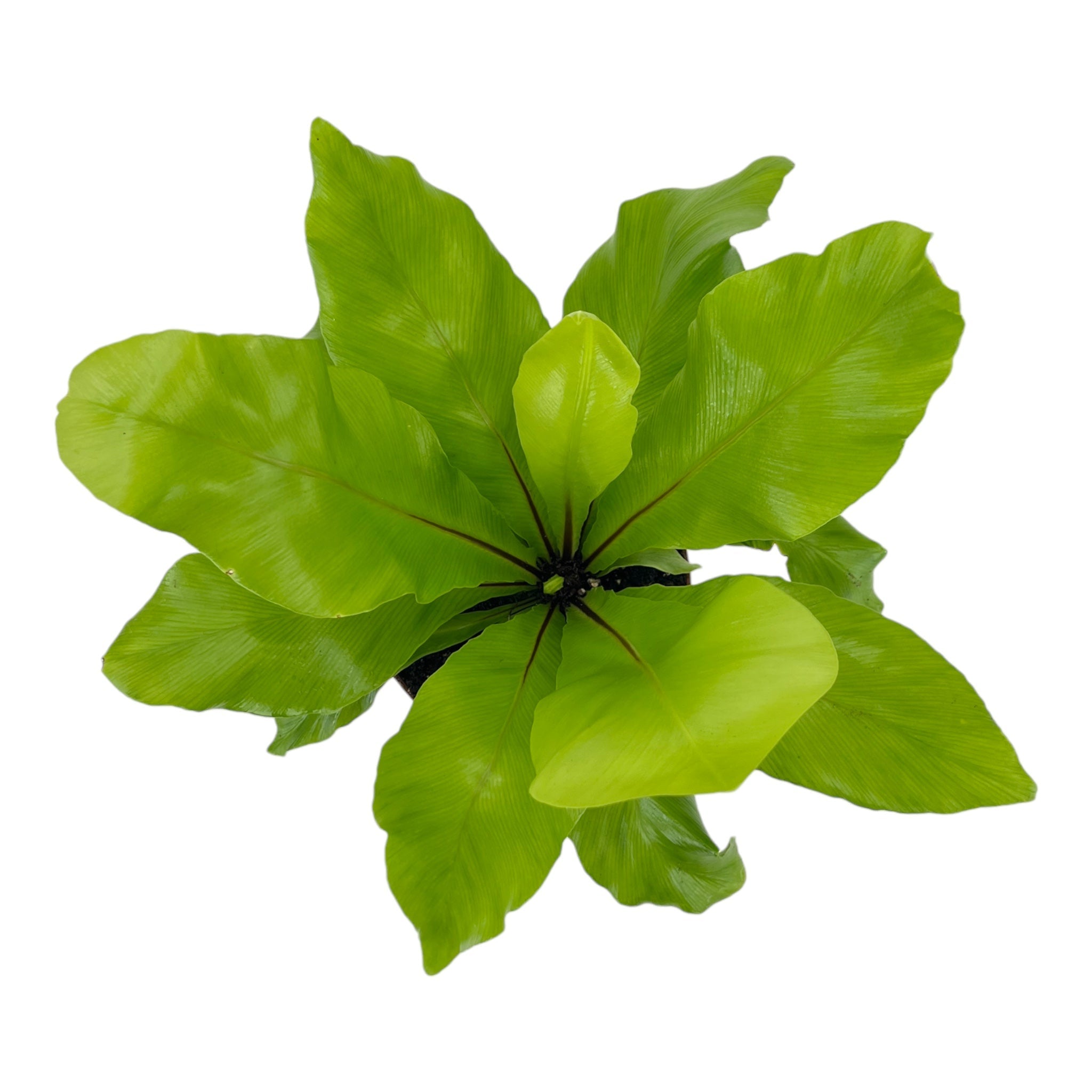 Asplenium Nidus