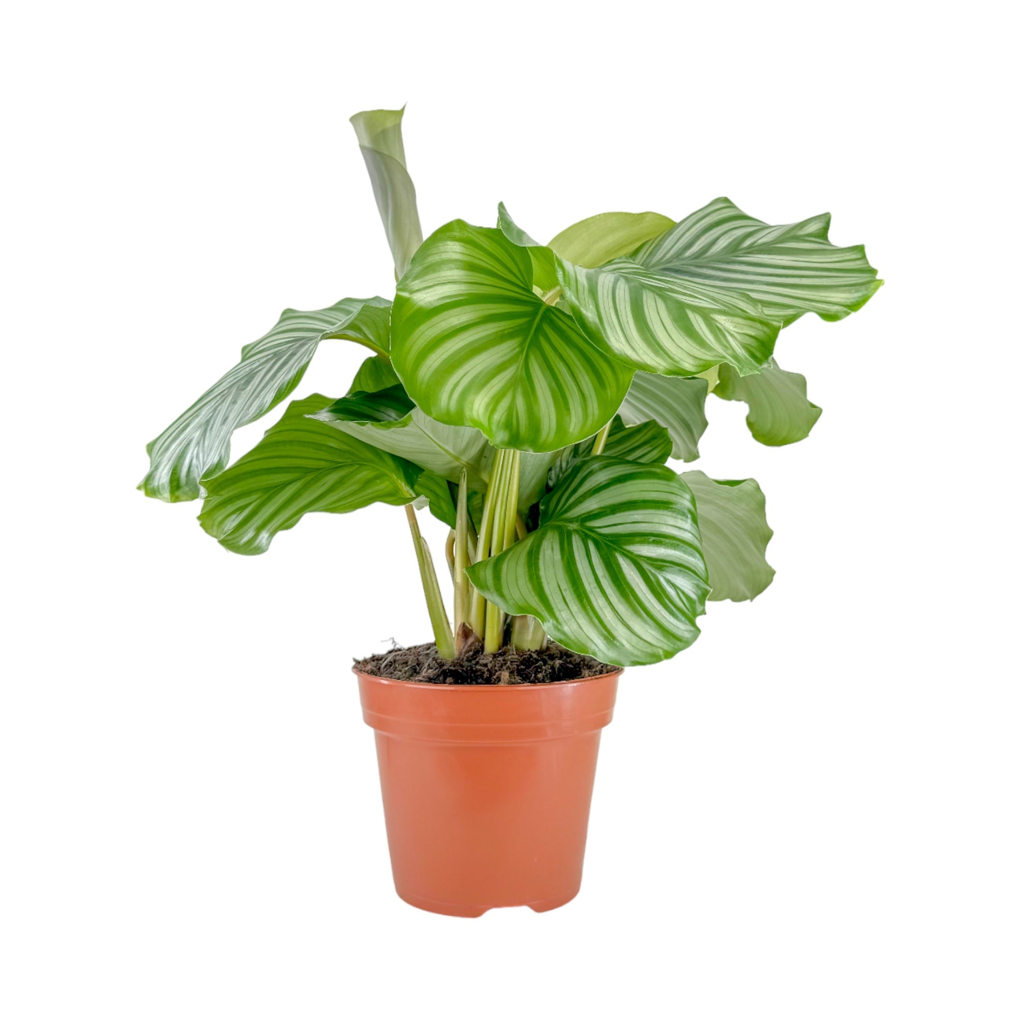 Calathea mix