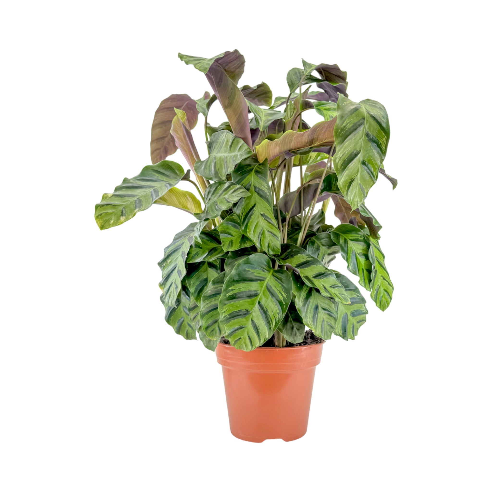 Calathea mix