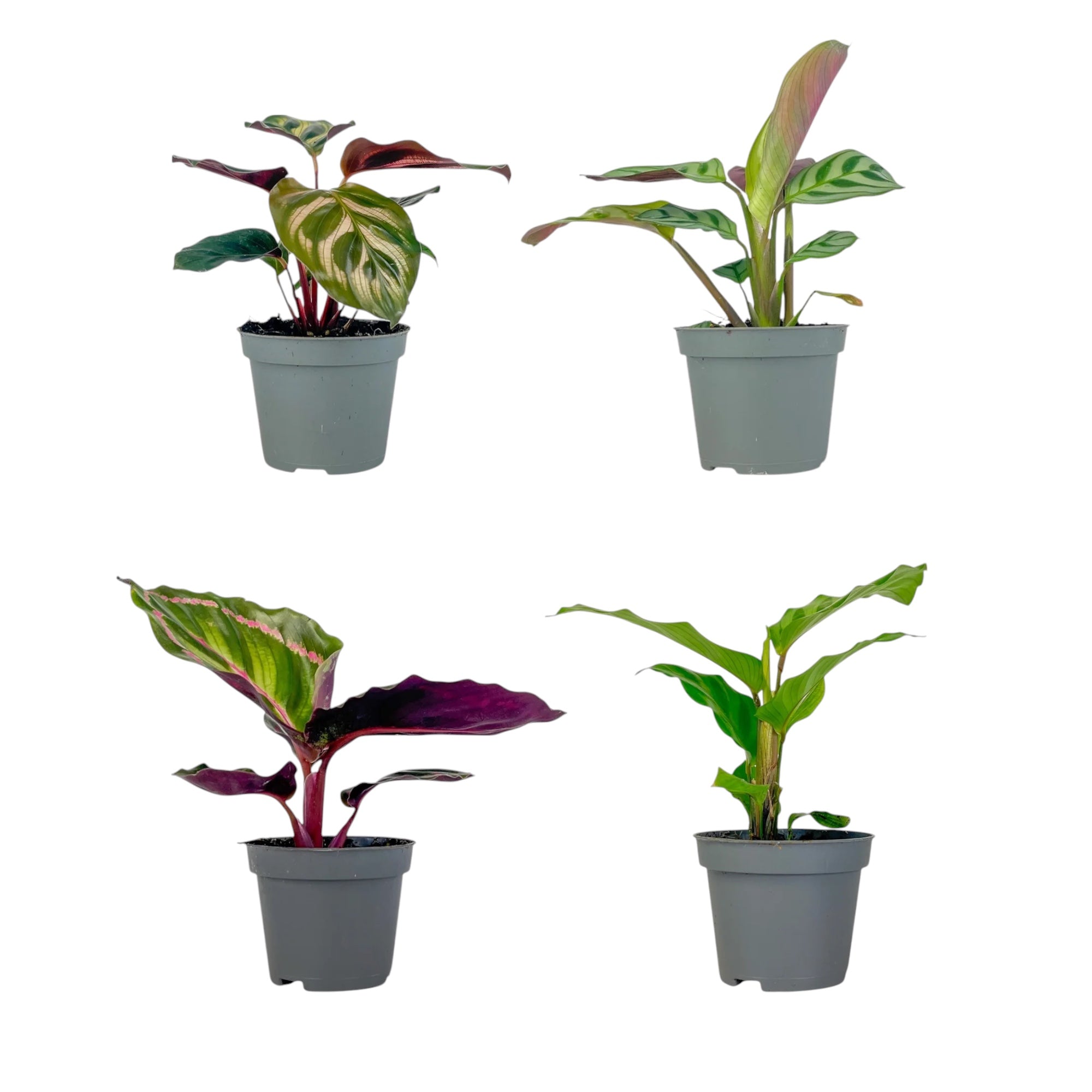 Calathea Tot Mix