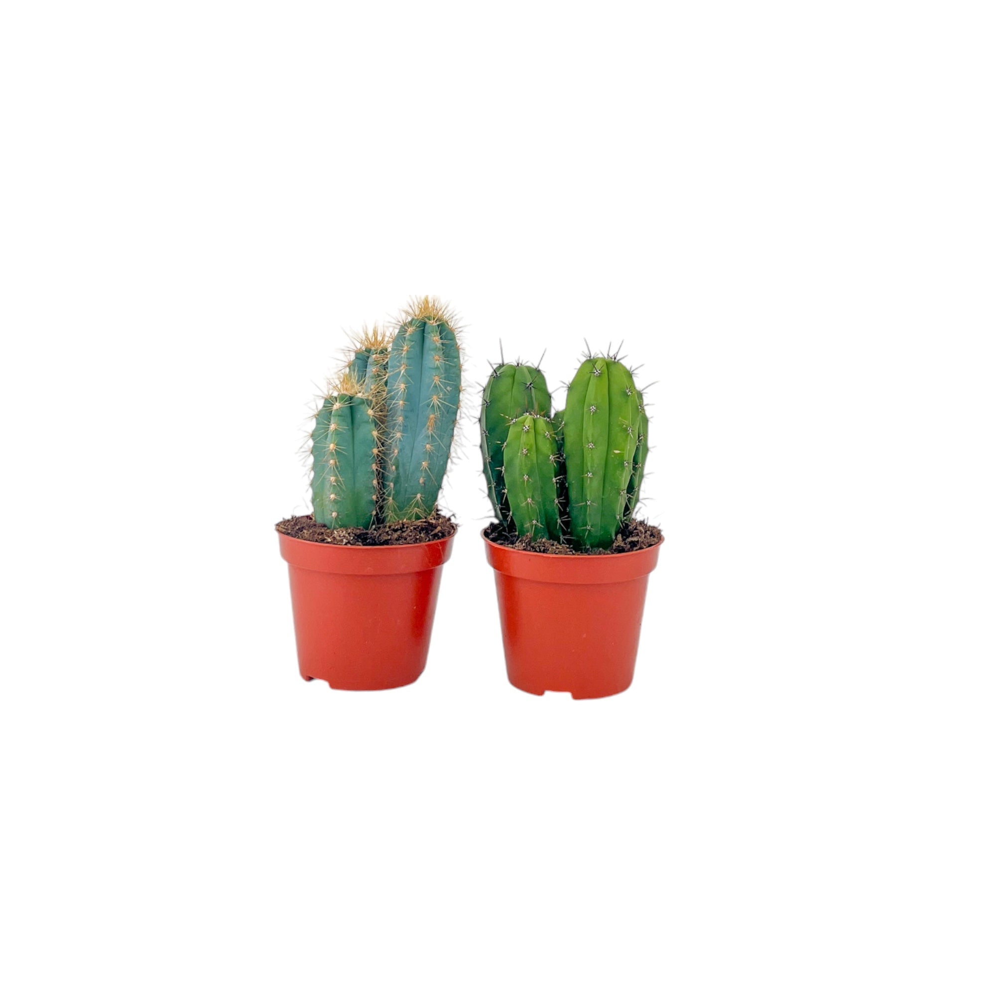 Cacti Cereus Mix
