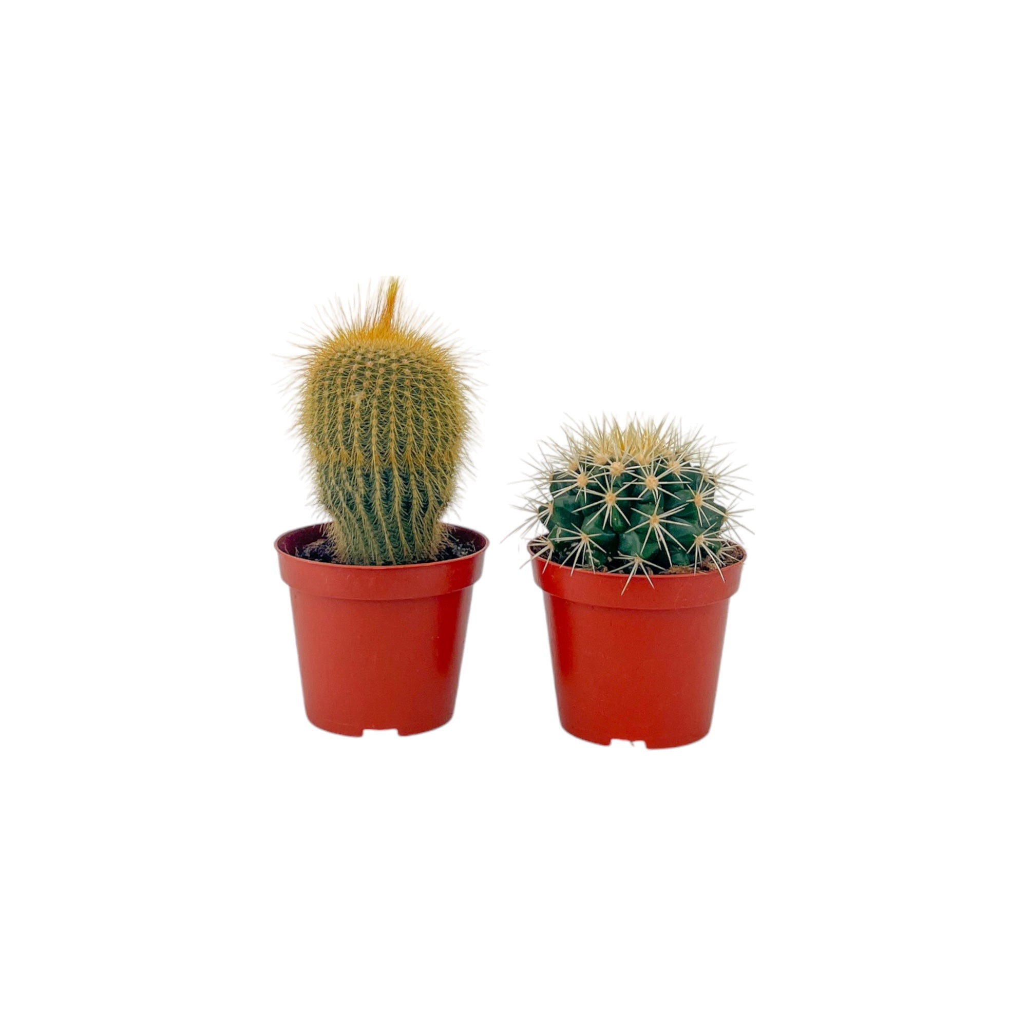 Cacti Bolcactus Mix