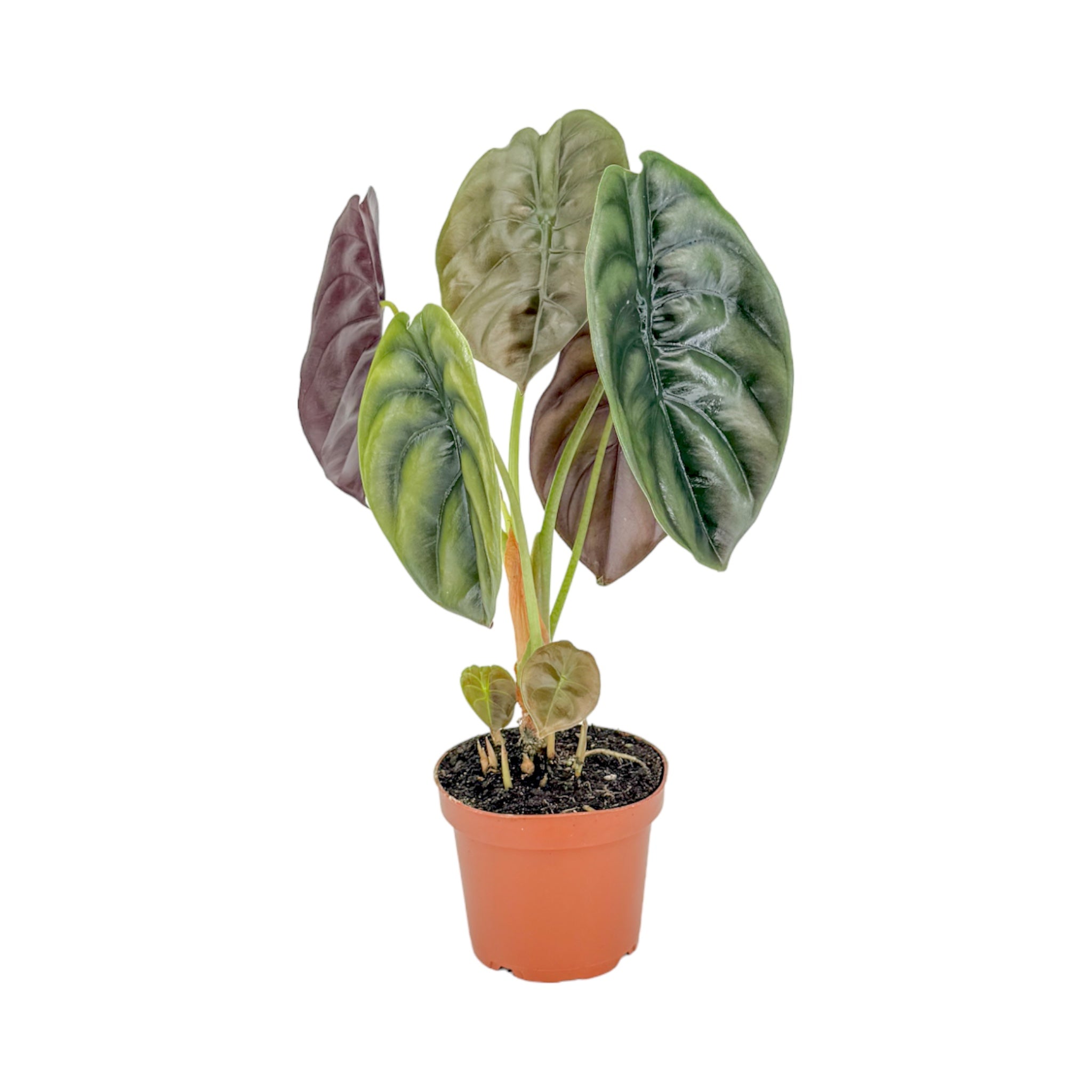 Alocasia Mix
