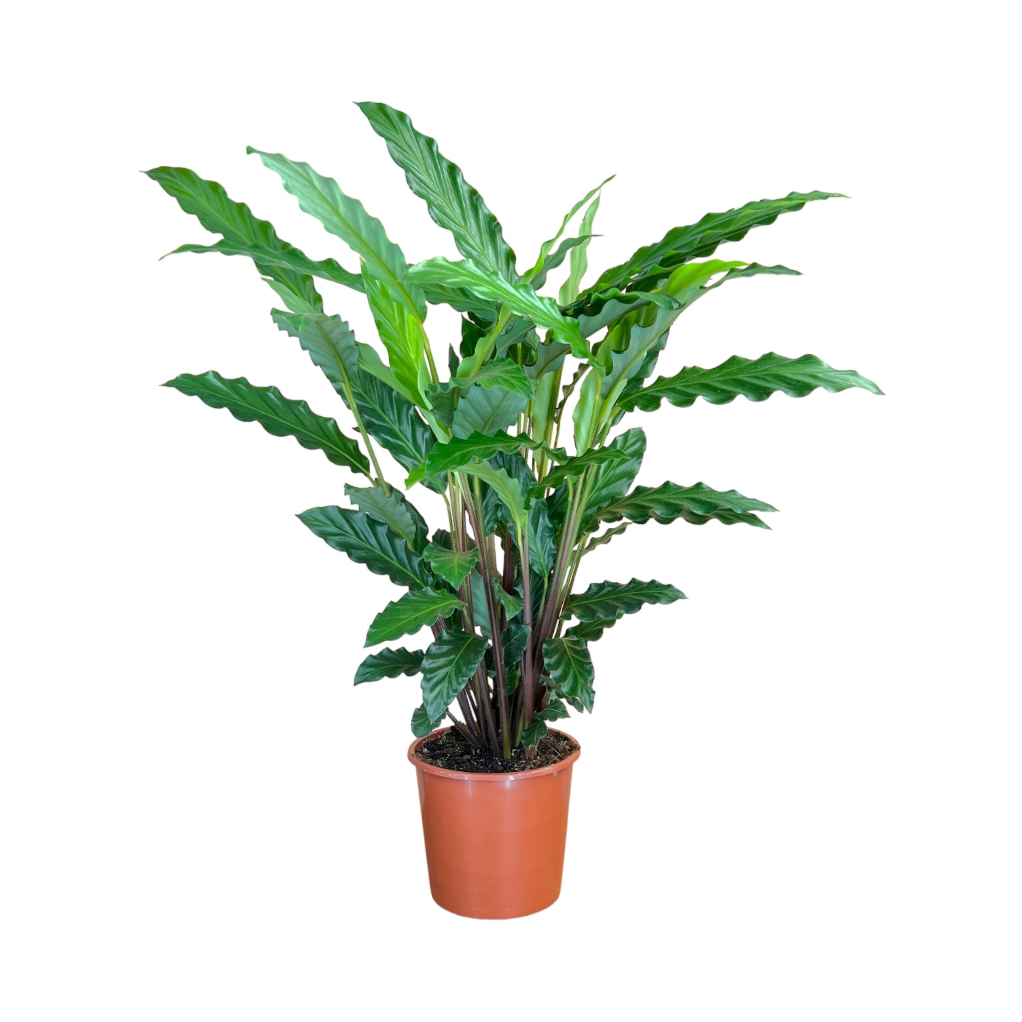 Calathea mix