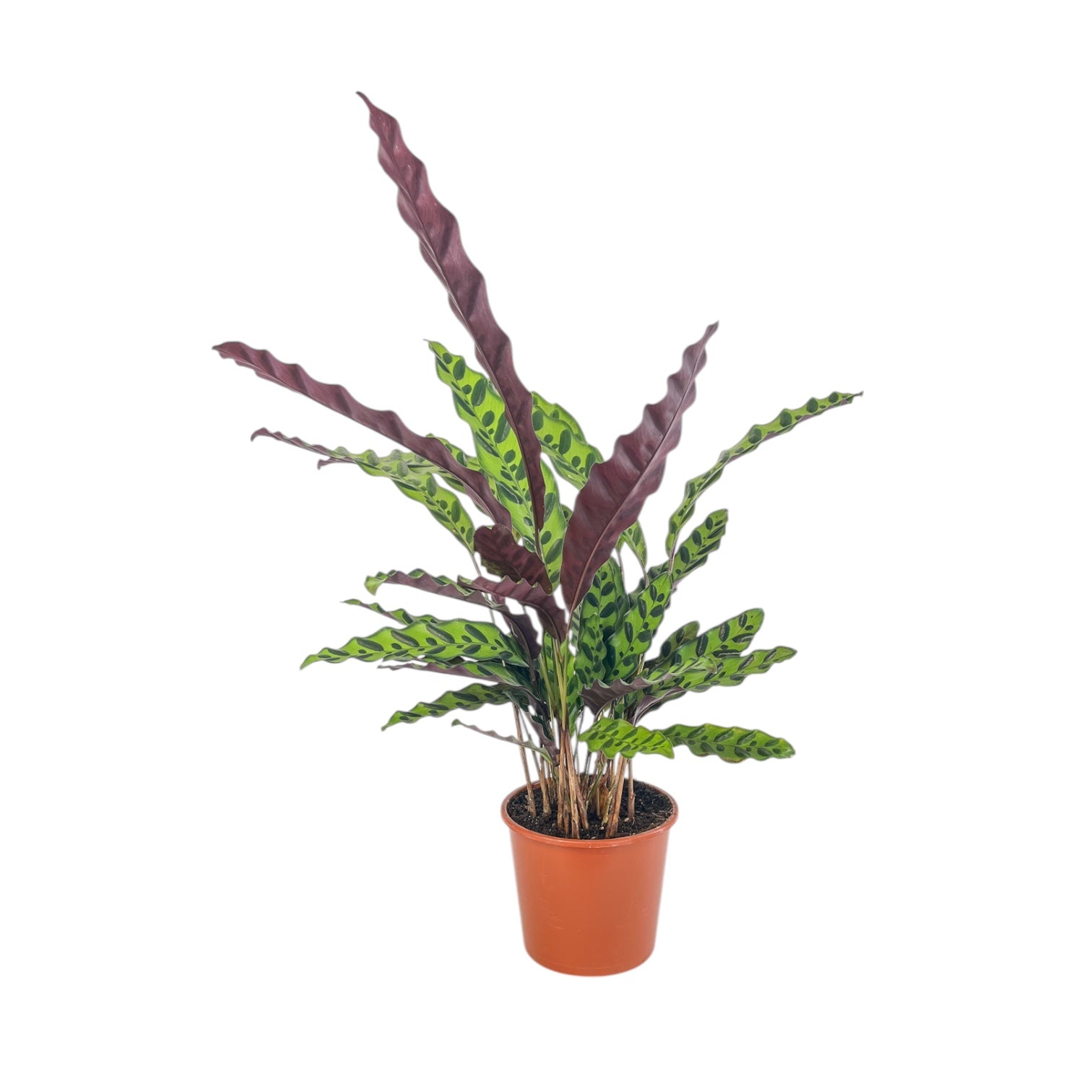 Green Plants Mix 17cm