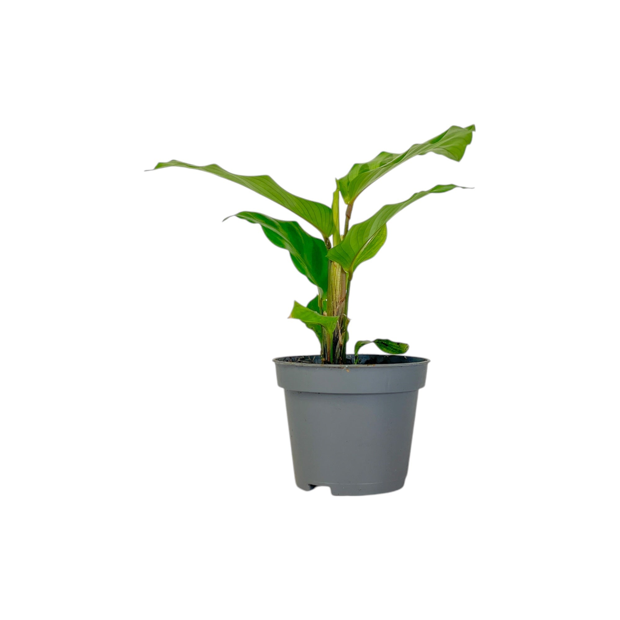 Calathea Tot Mix