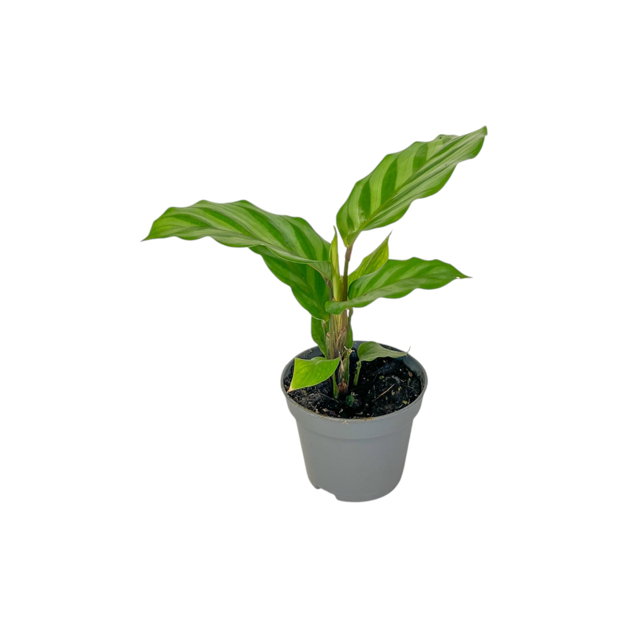 Calathea Tot Mix