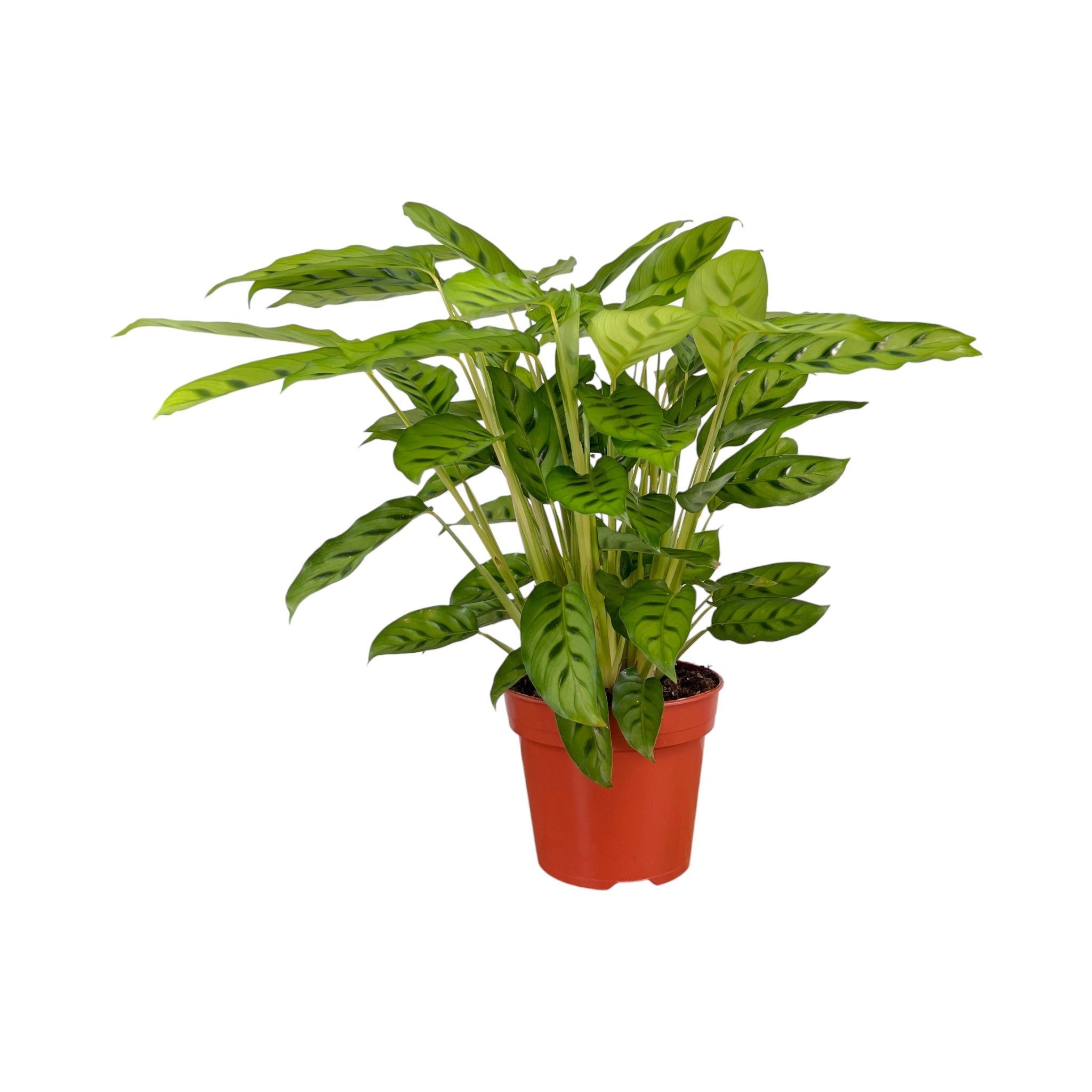 Calathea mix