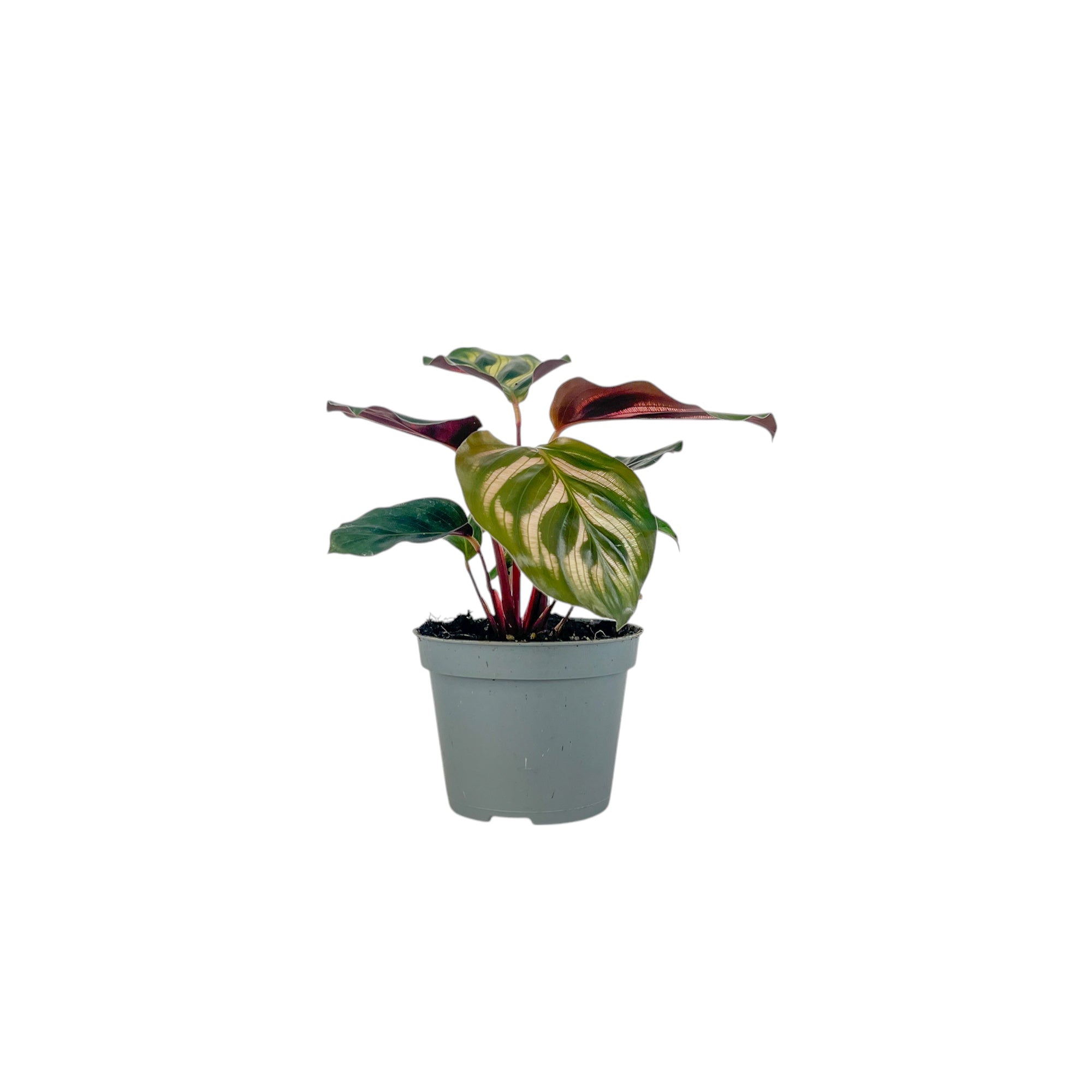 Calathea Tot Mix