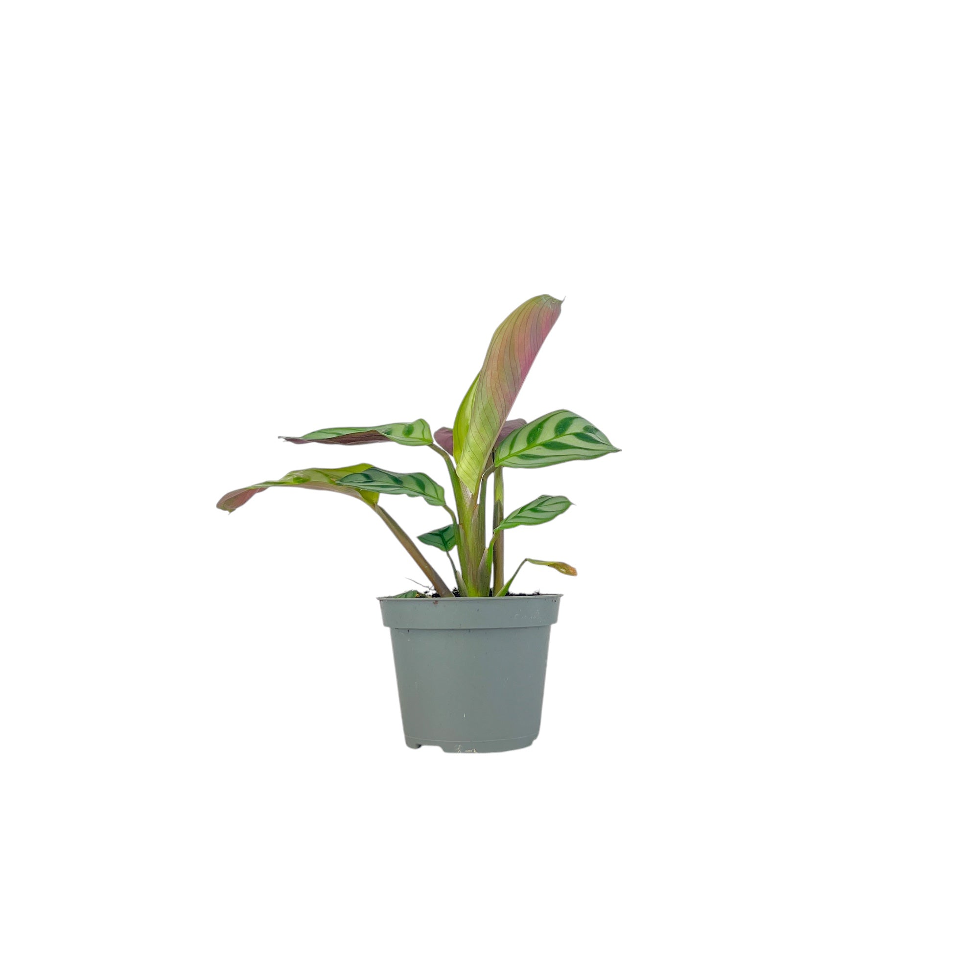Calathea Tot Mix