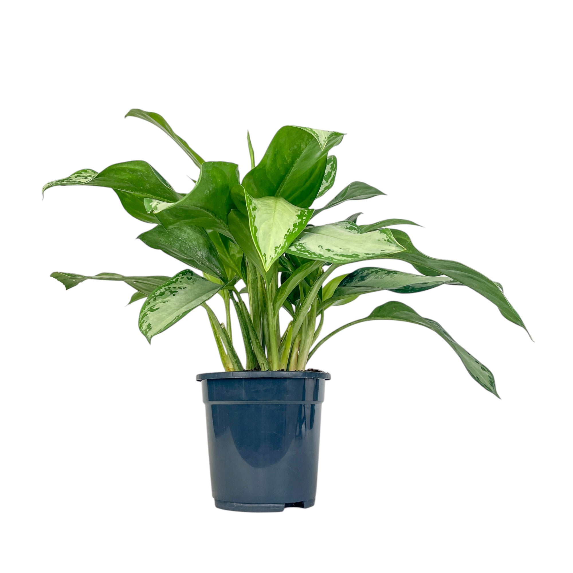 Green Plants Mix 17cm